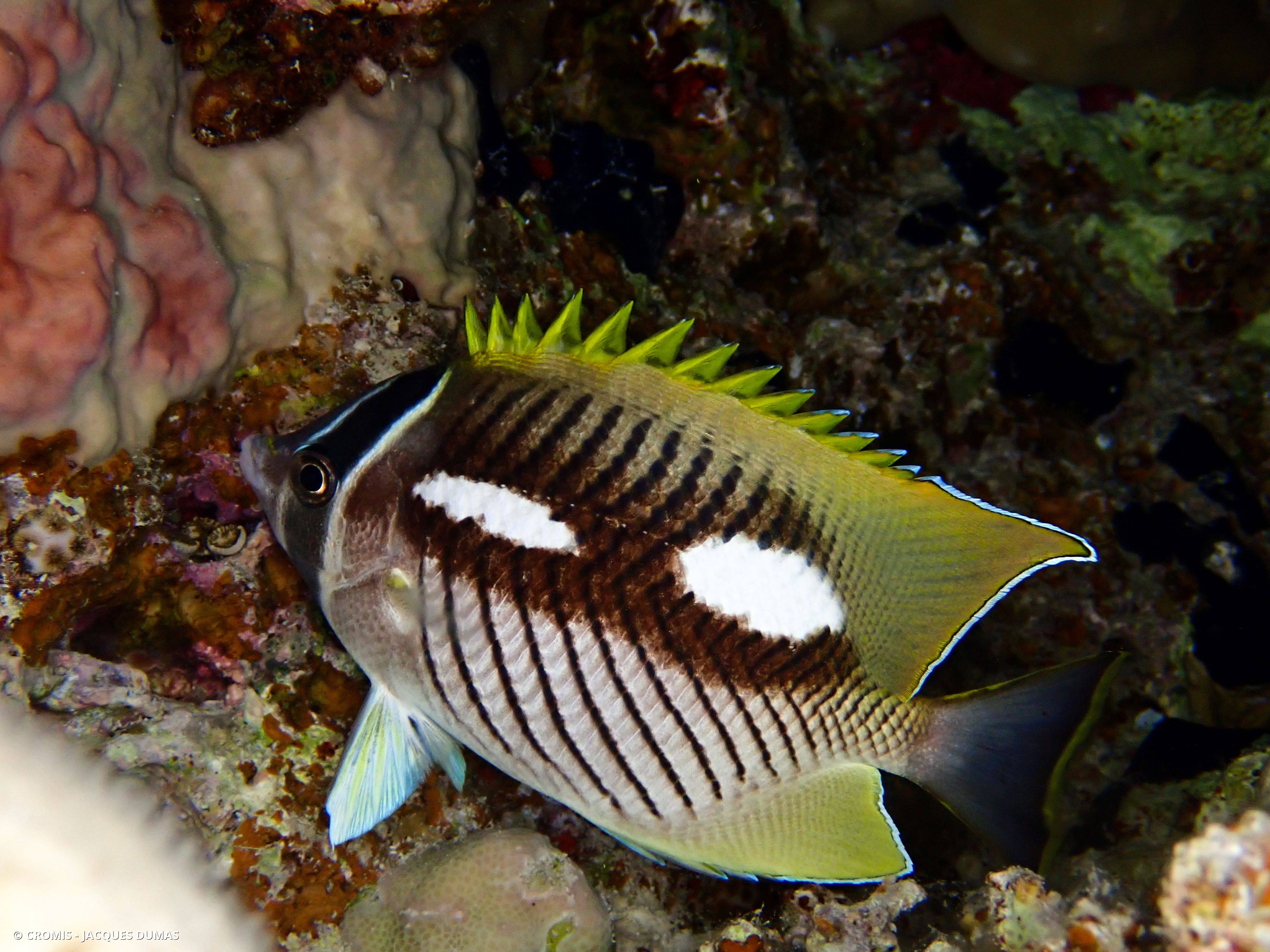 Poisson-papillon à chevrons