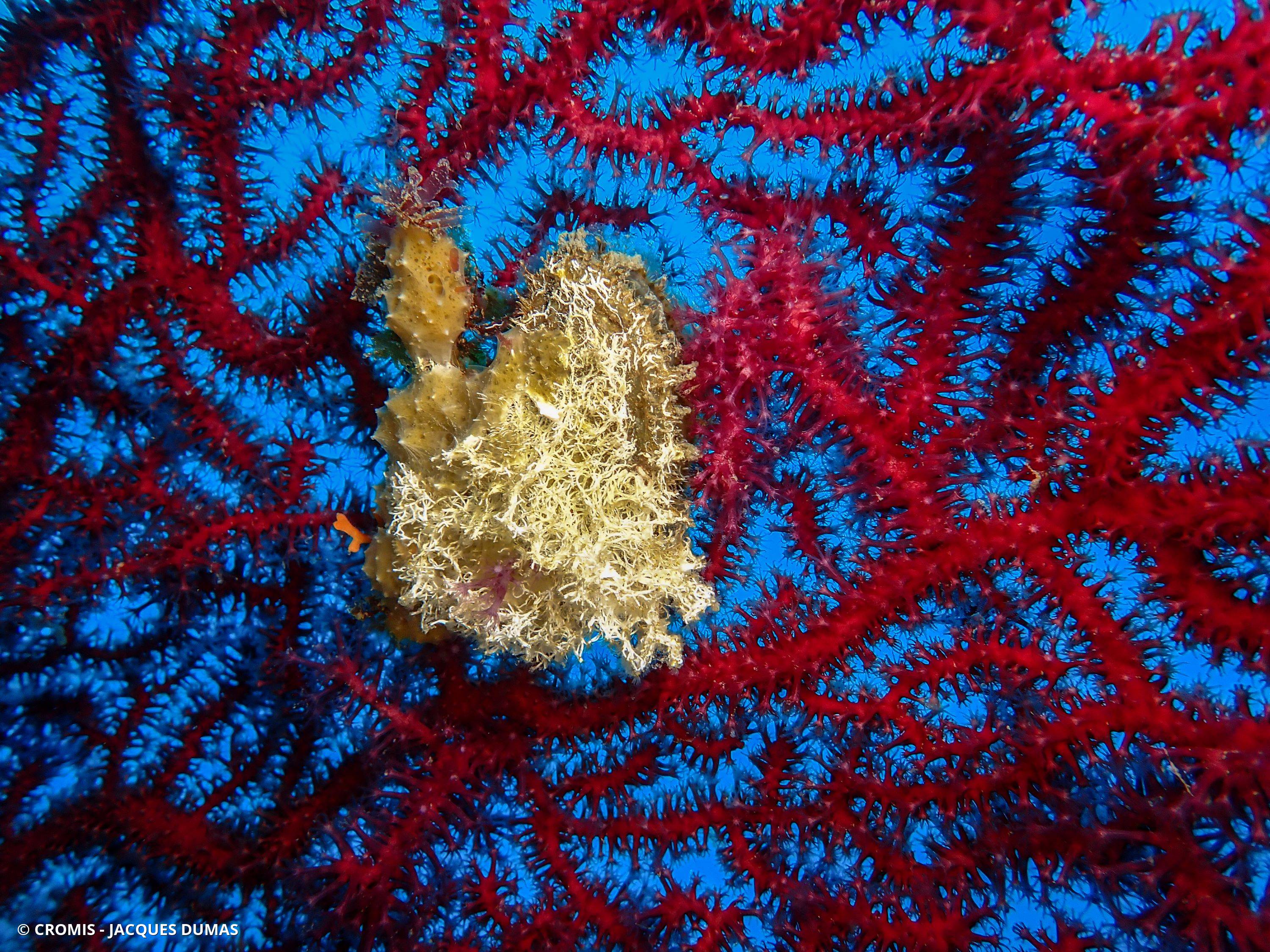 Avicule hirondelle