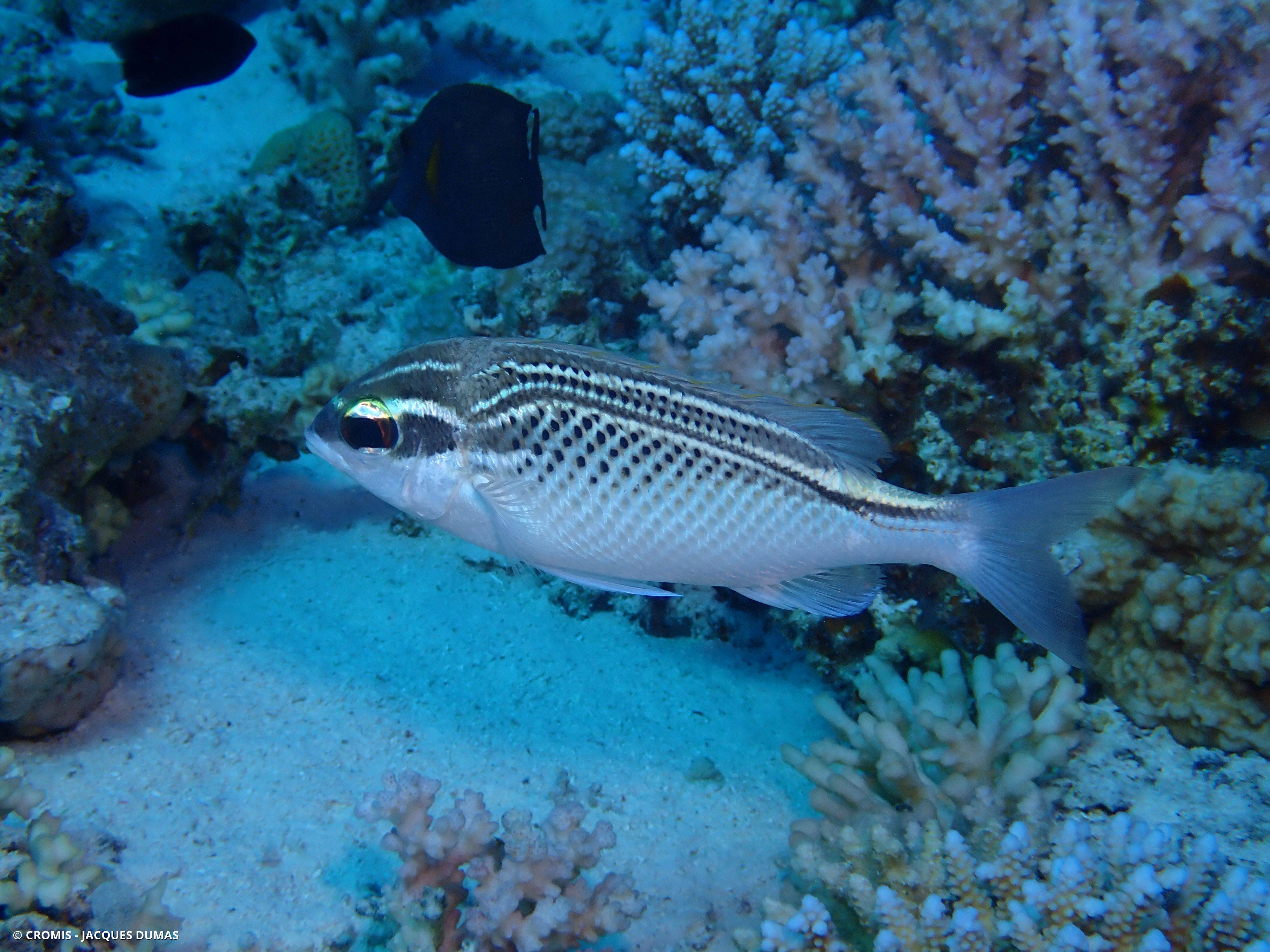 Scolopsis arabe