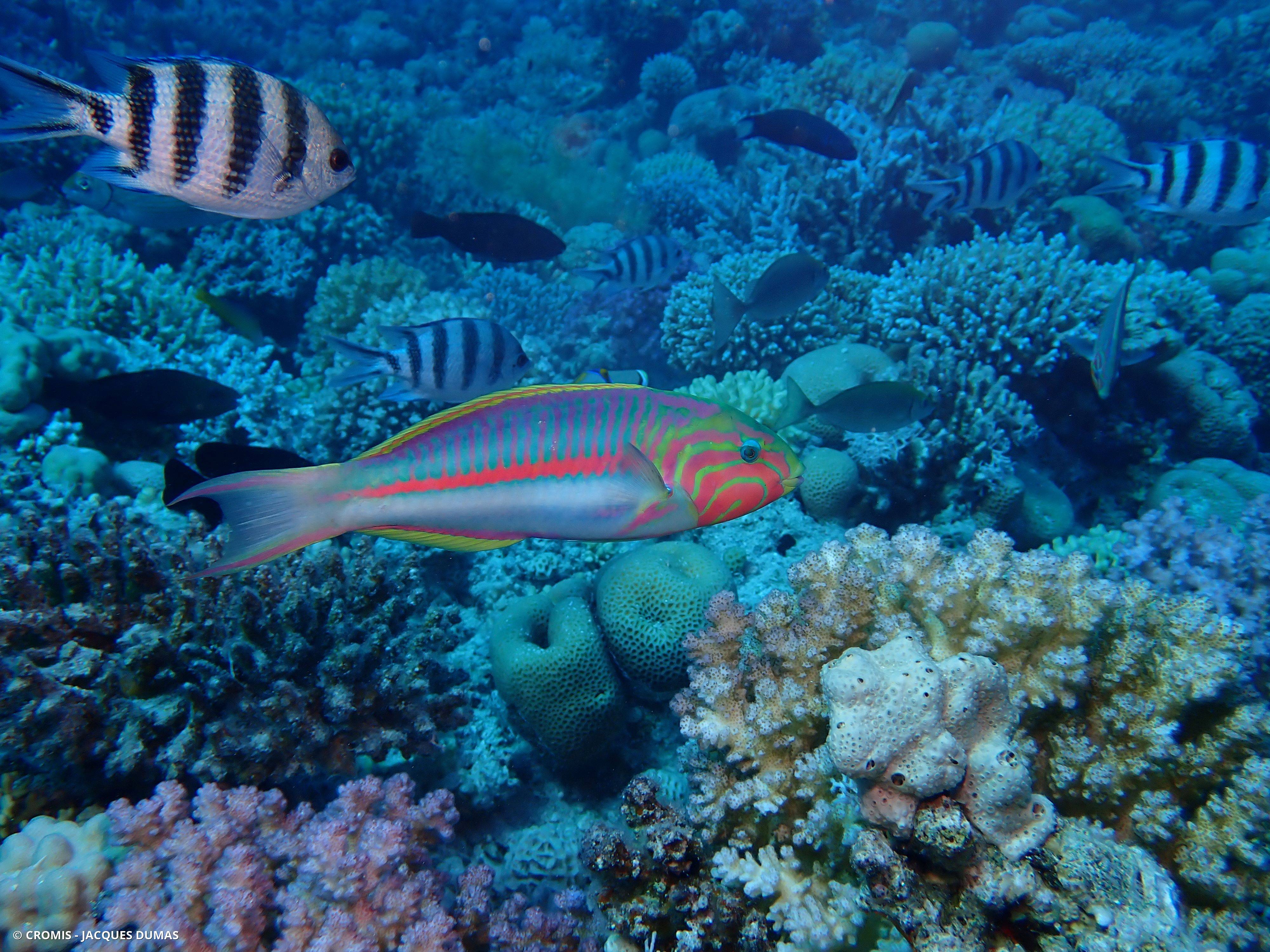 Girelle paon de Mer Rouge