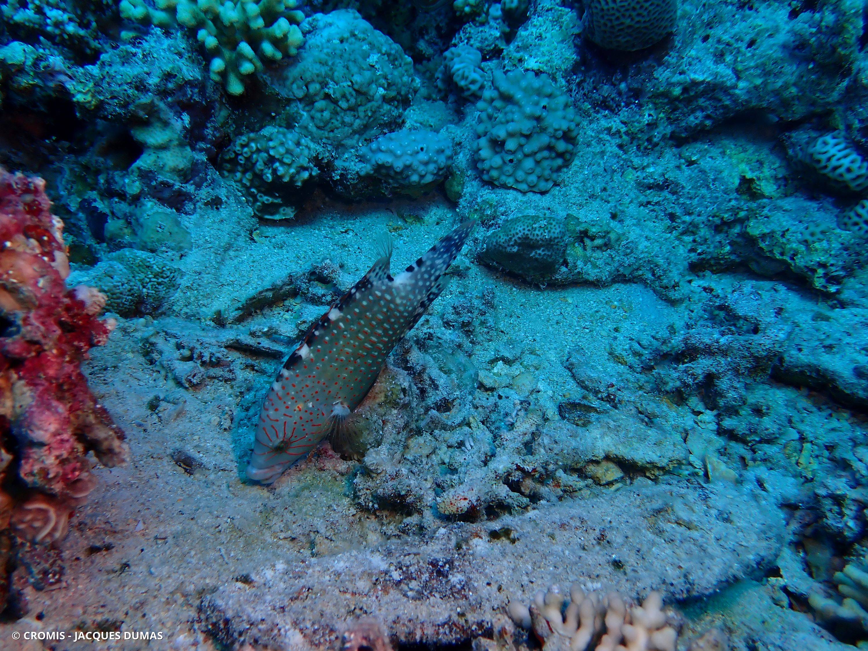 Labre d'Abudjubbe