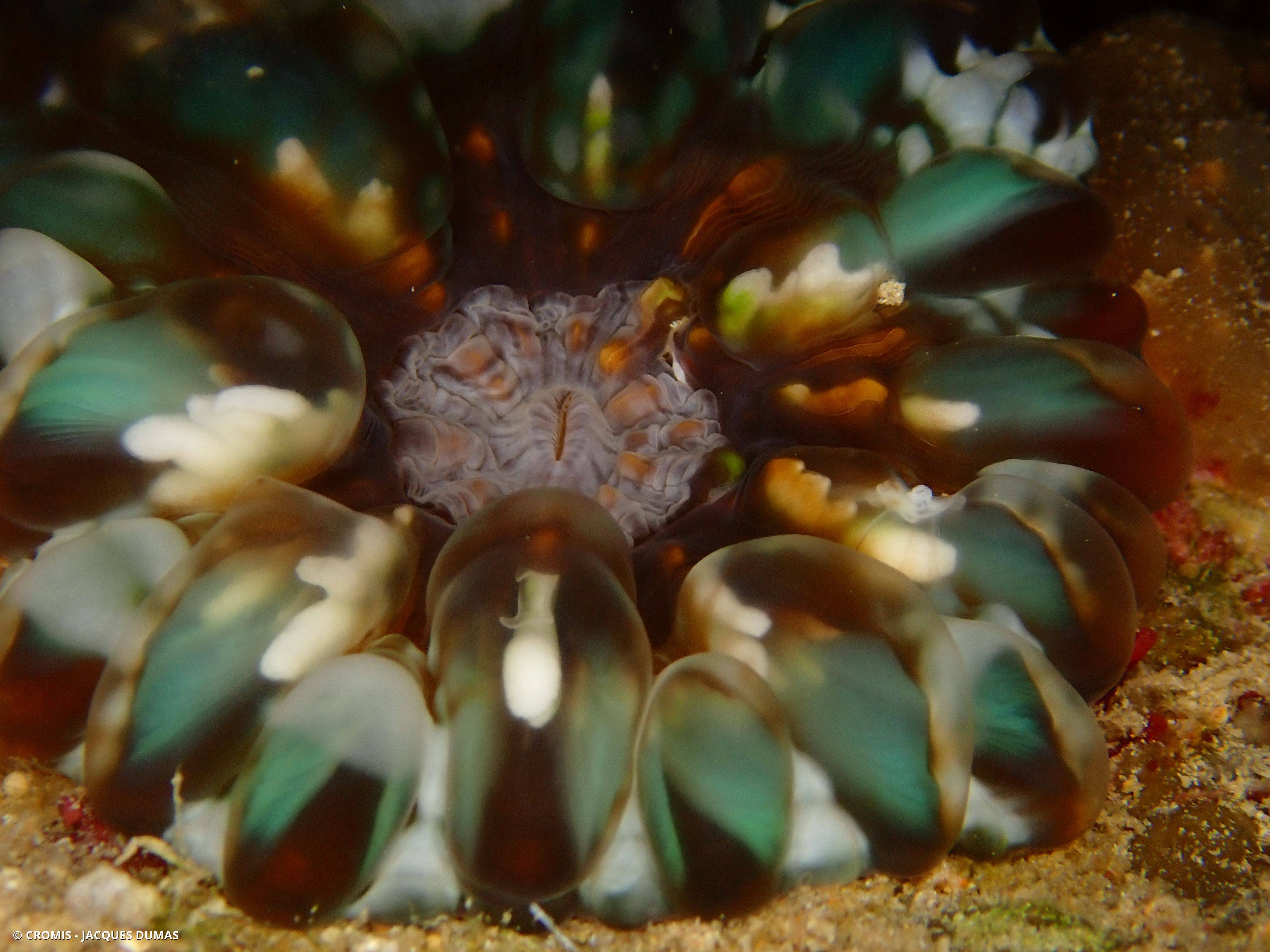 Corail à larmes
