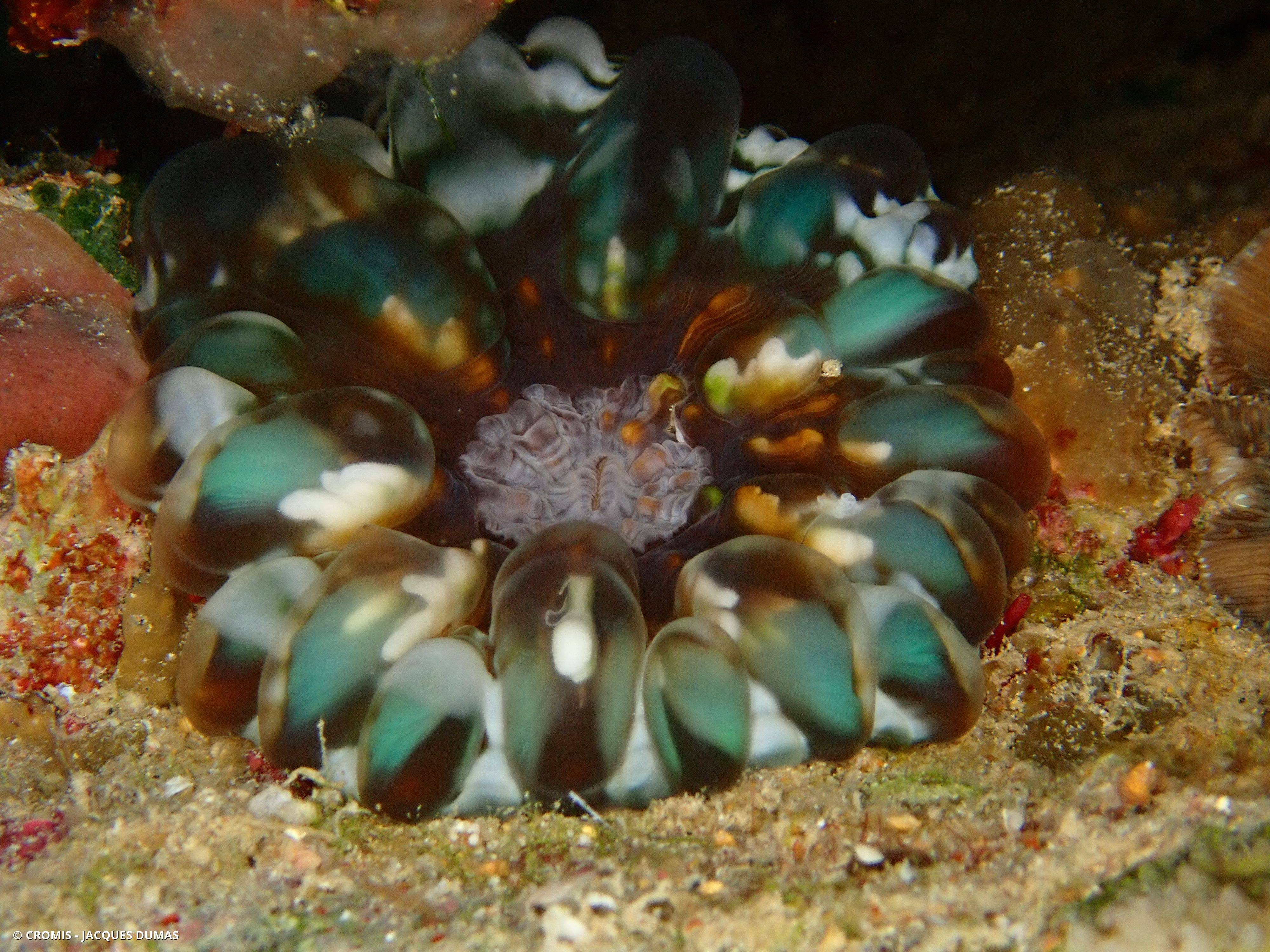 Corail à larmes