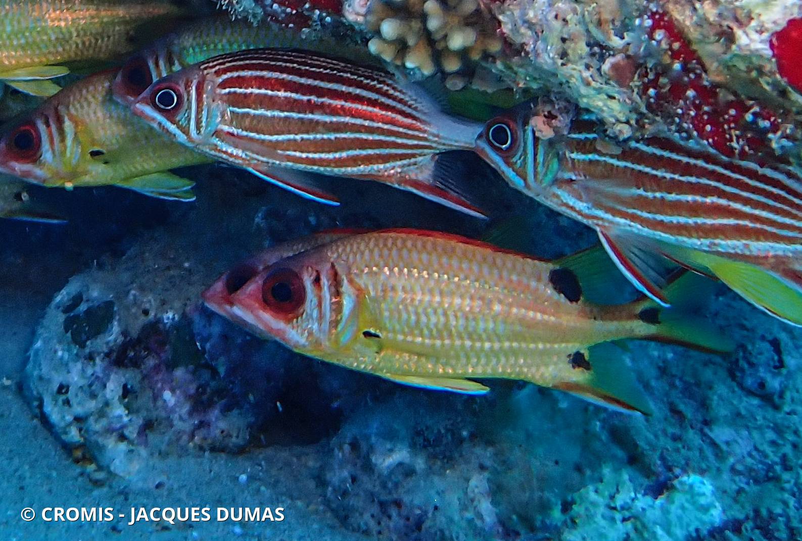 Poisson-écureuil à points noirs