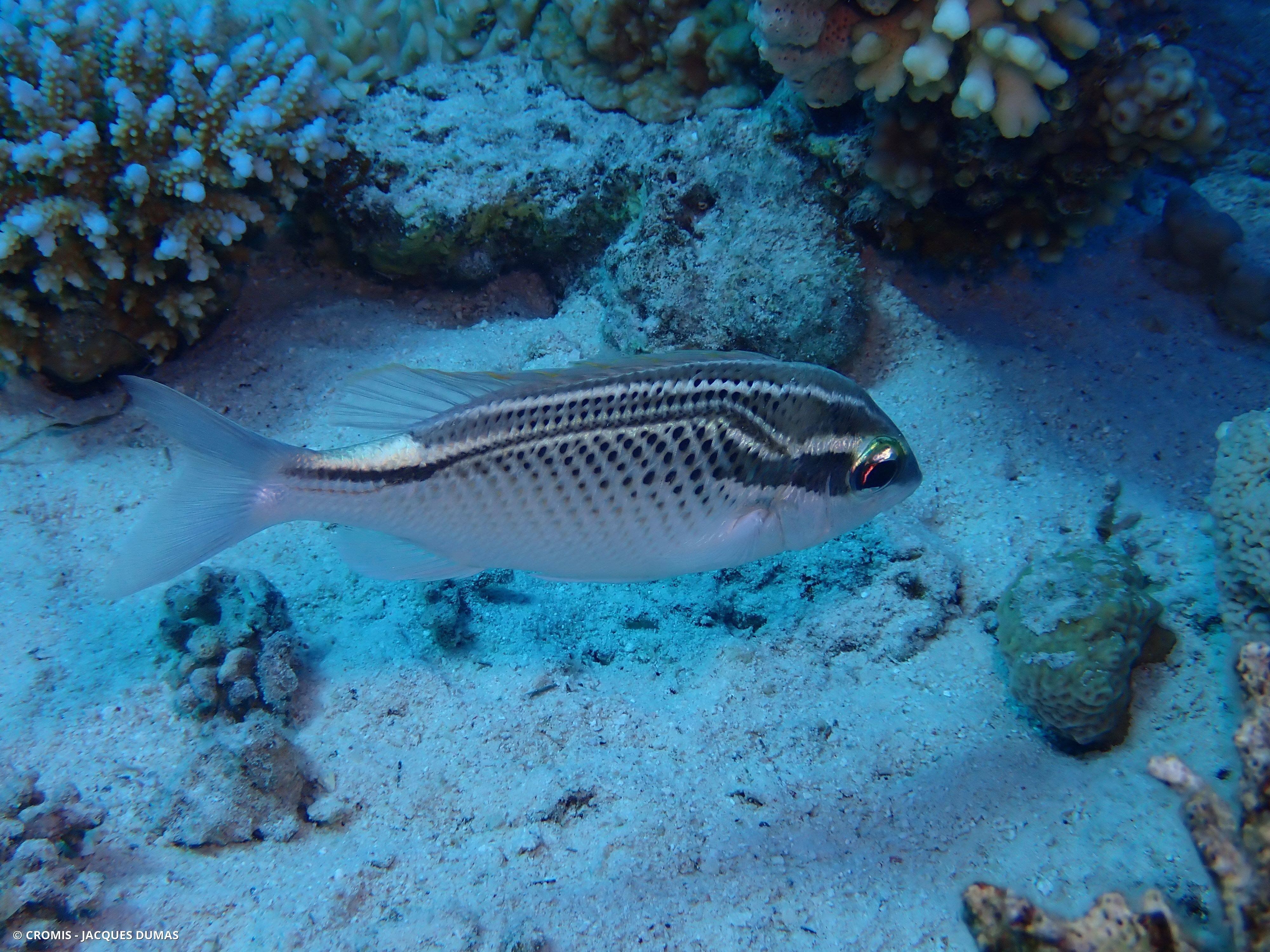 Scolopsis arabe