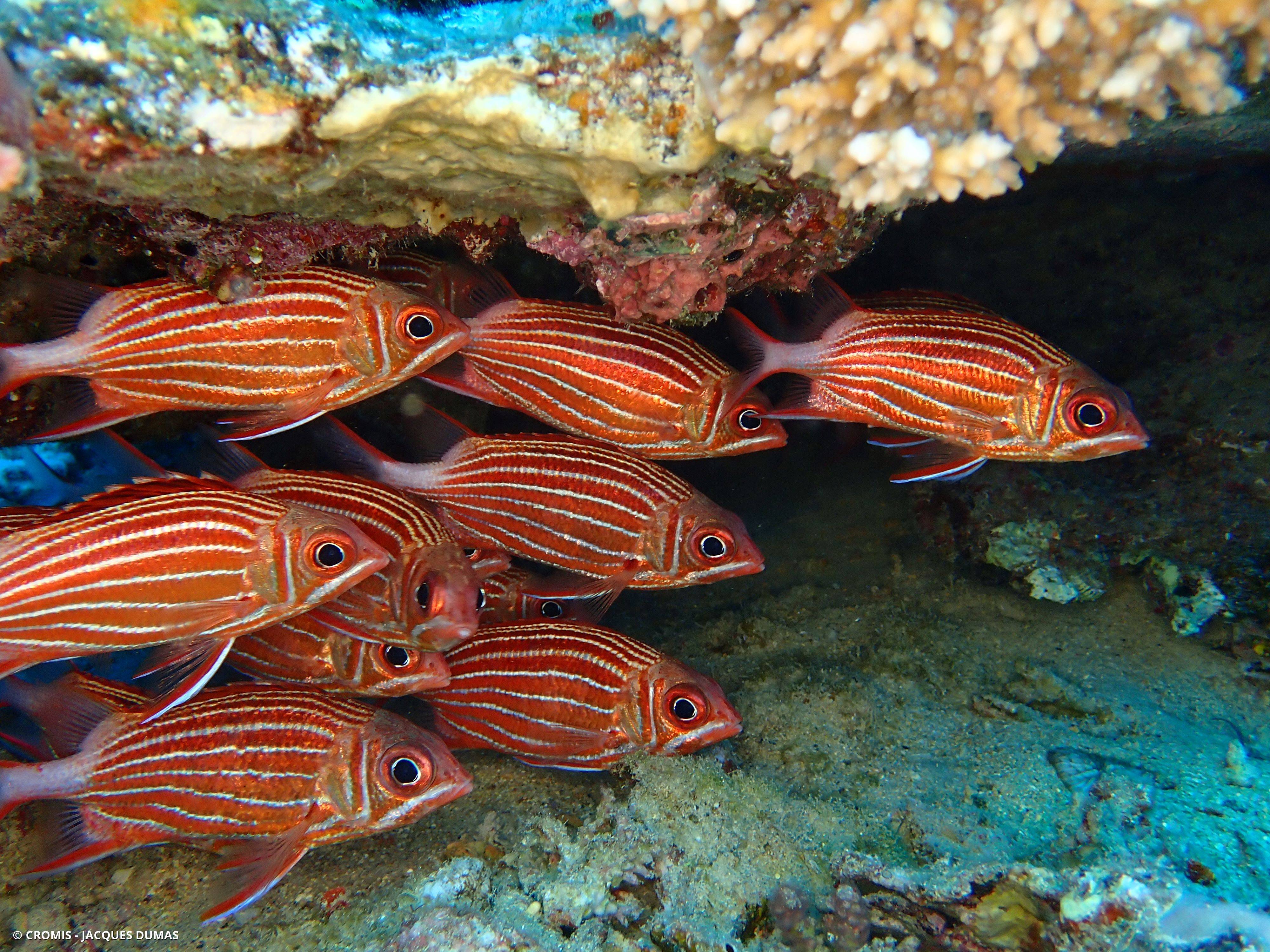 Poisson-écureuil diadème