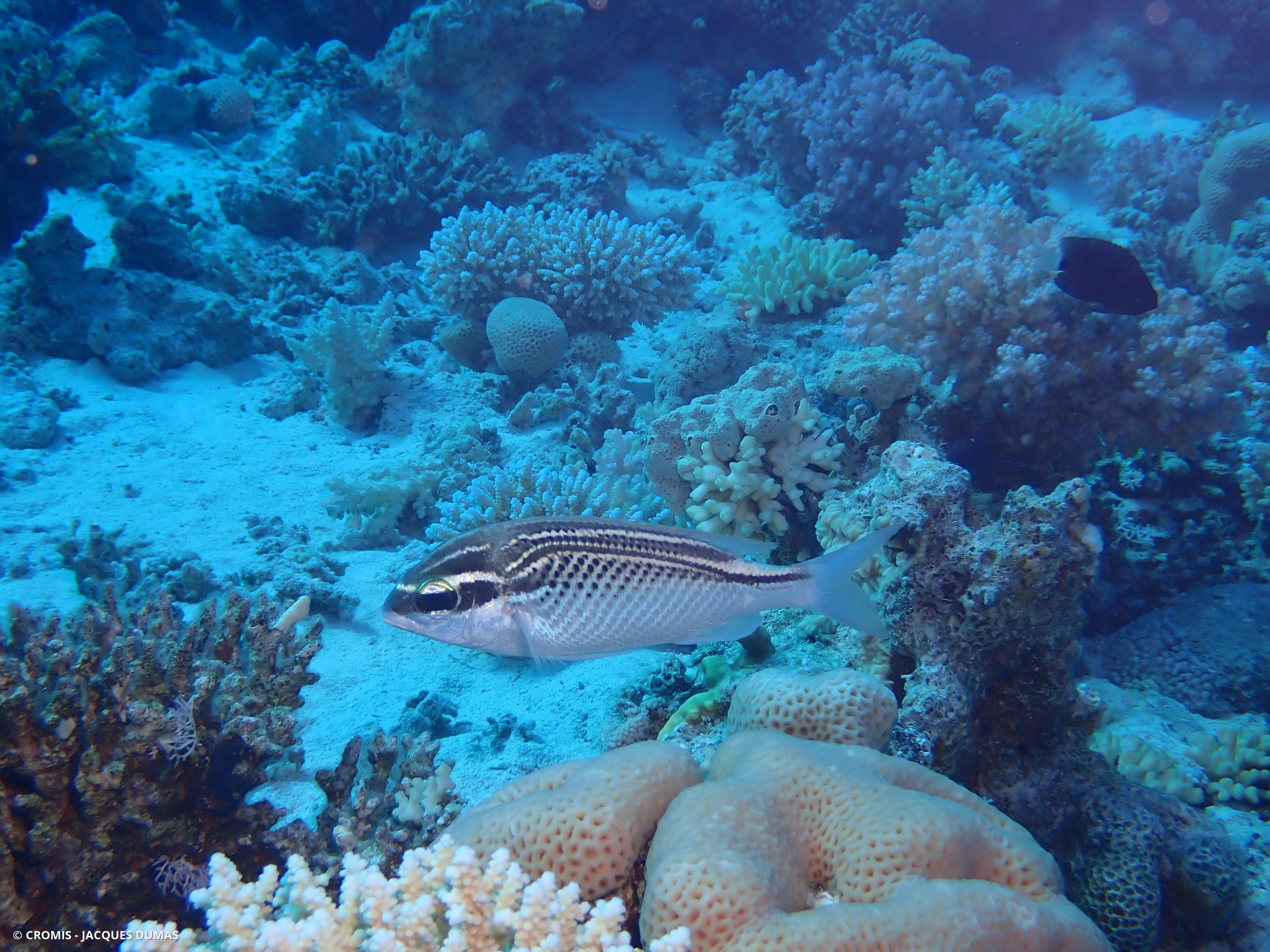 Scolopsis arabe