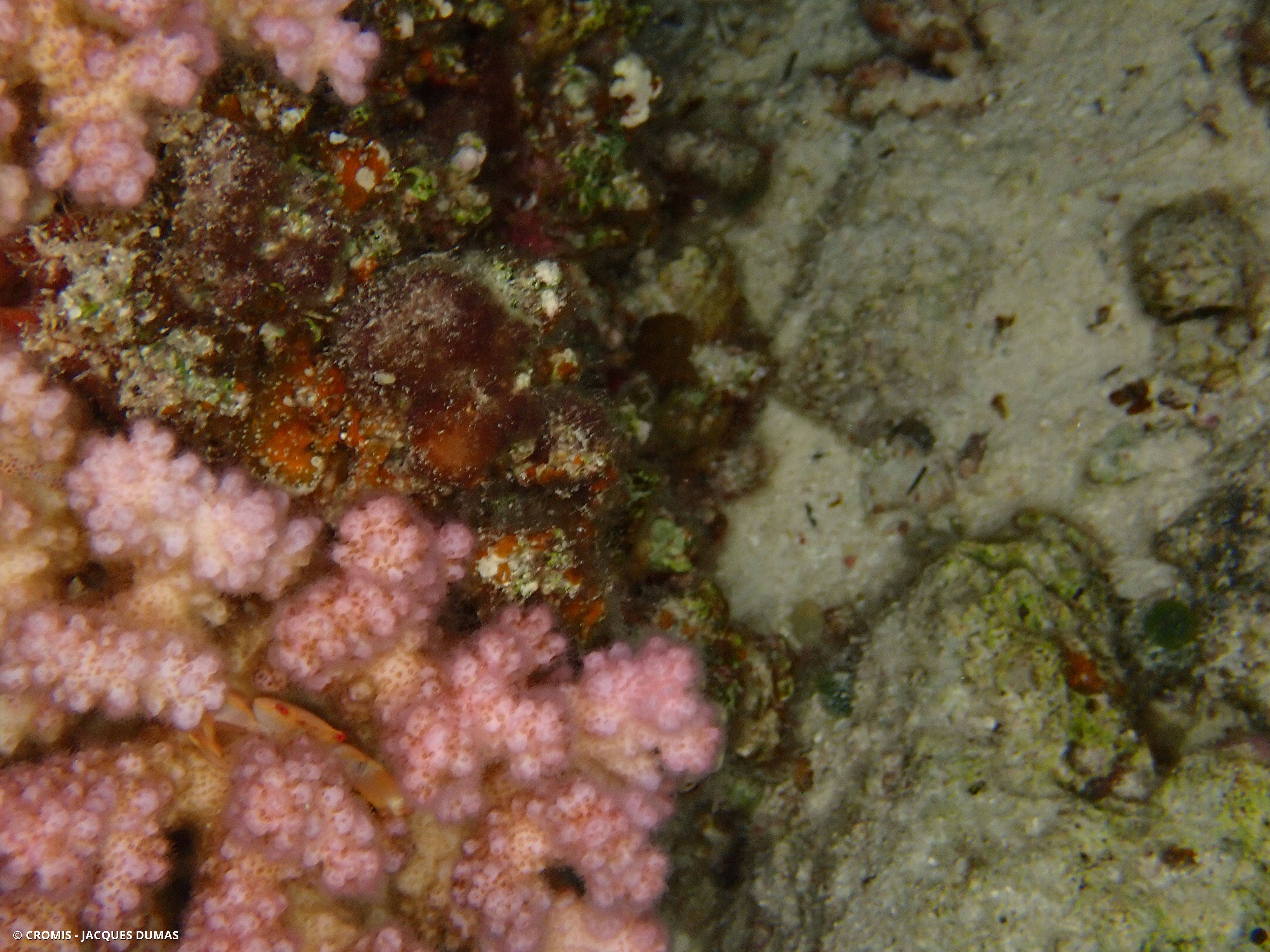 Crabe de corail rouge
