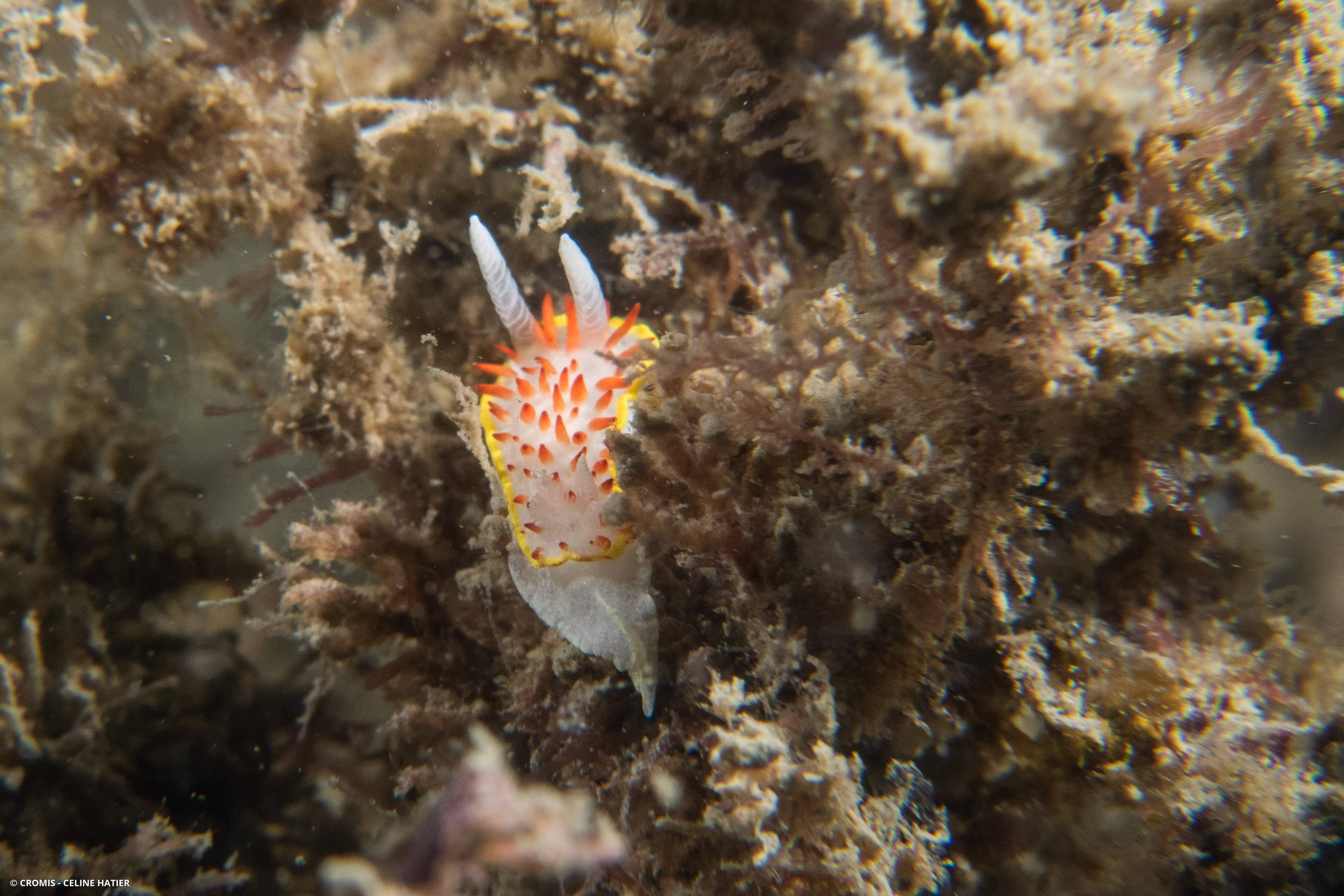 Doris à papilles rouges