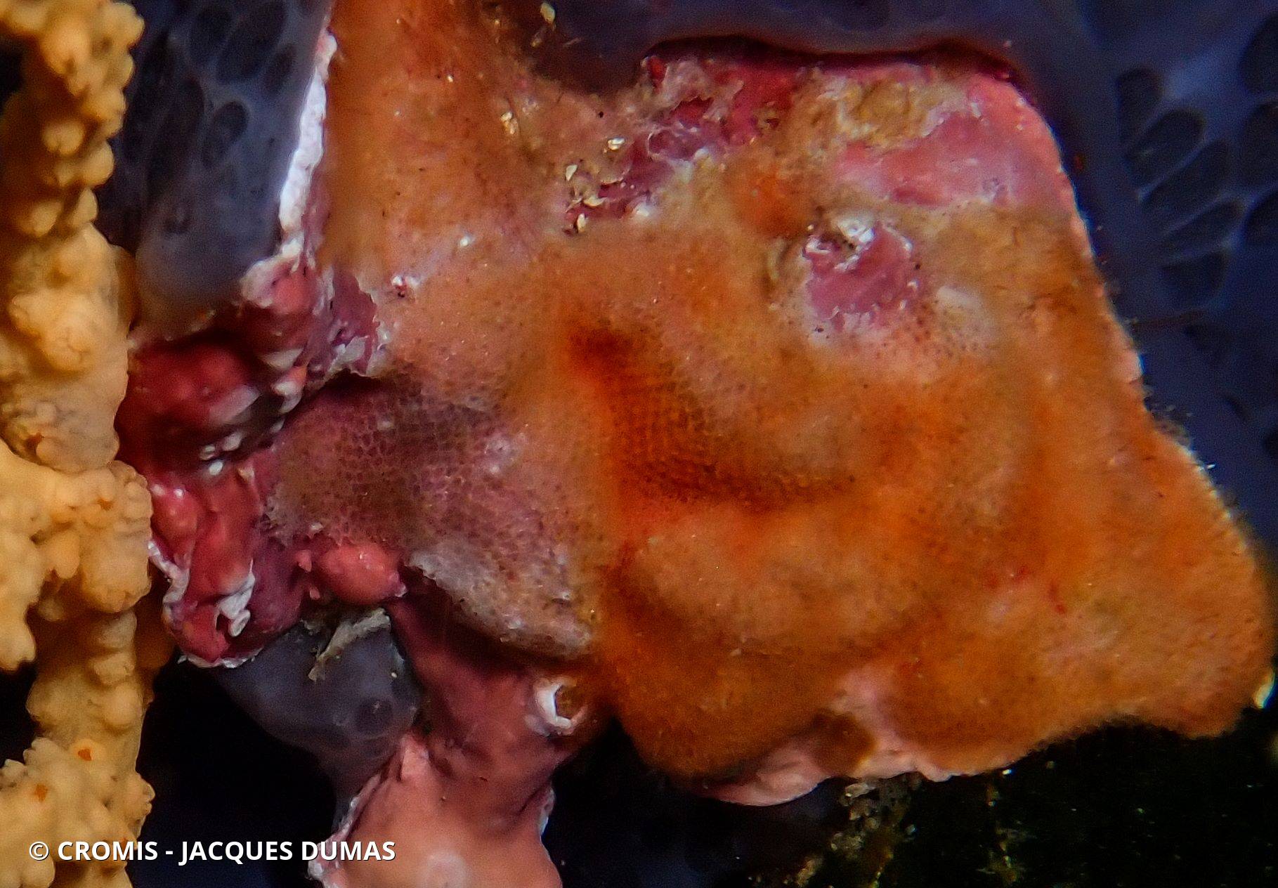 Bryozoaire encroûtant ajouré orange