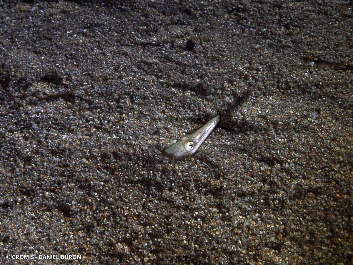 Serpenton à long nez