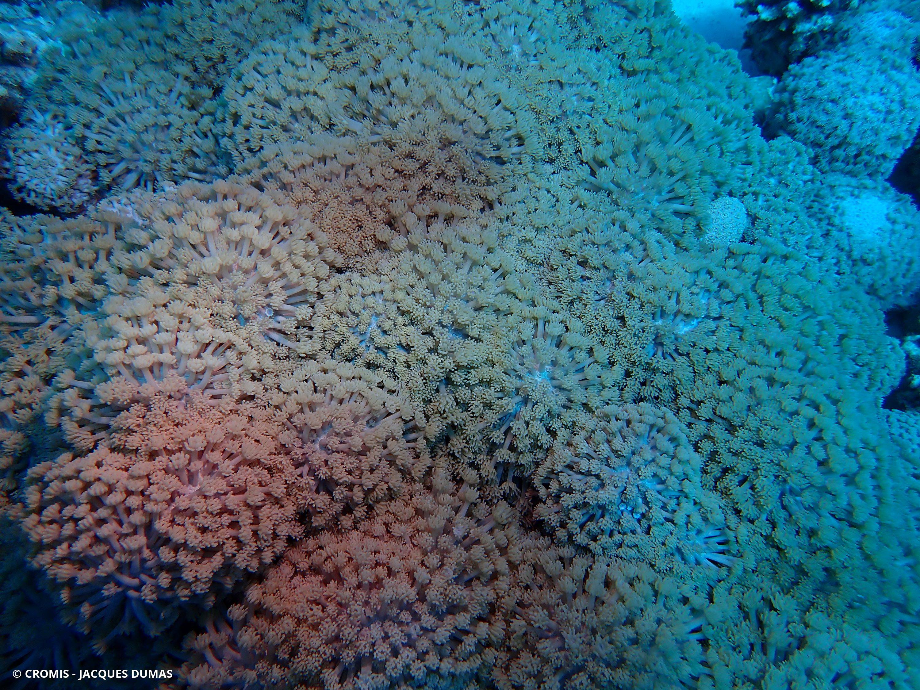 Corail à bulles sinueux
