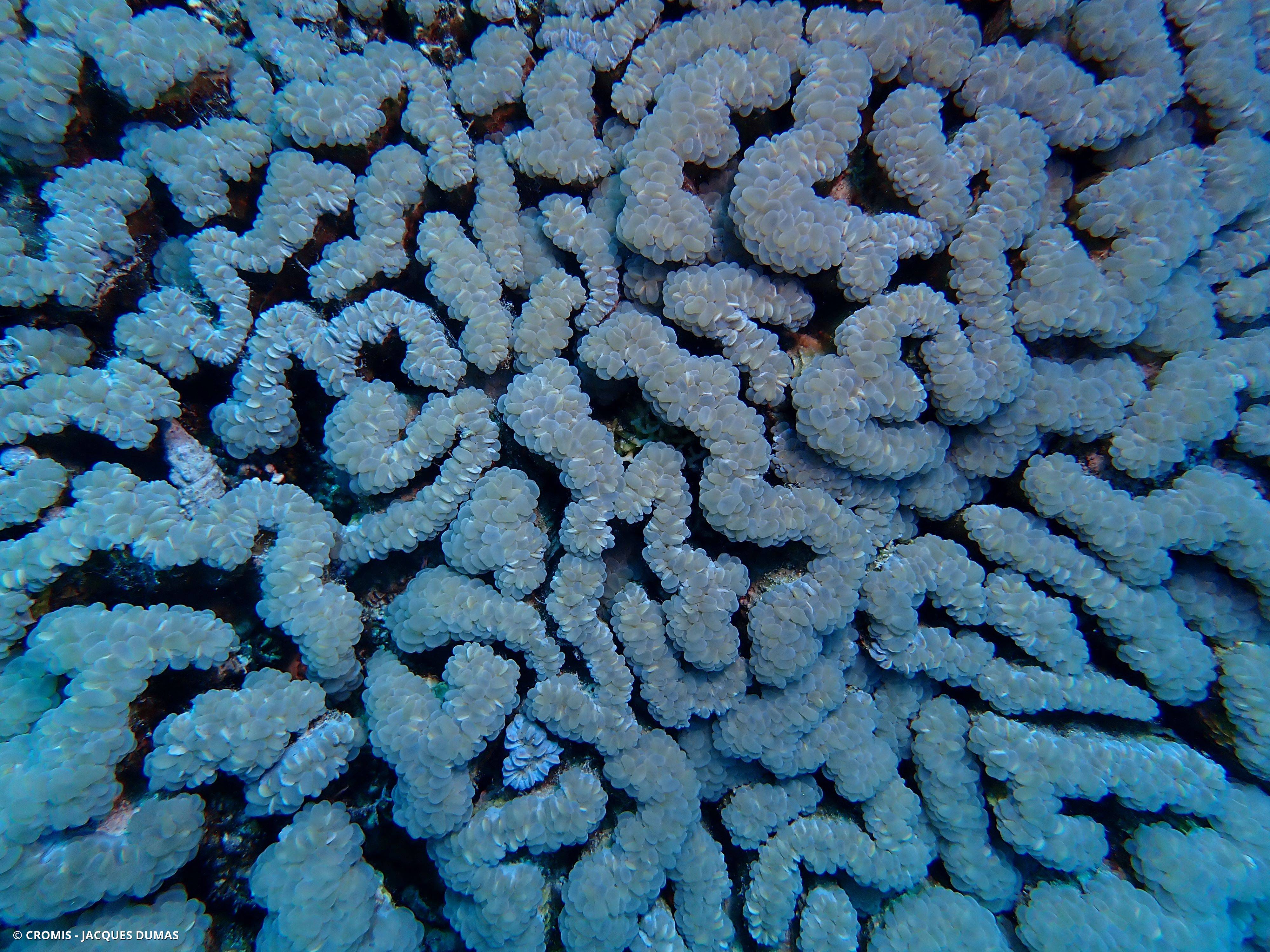 Corail à bulles sinueux