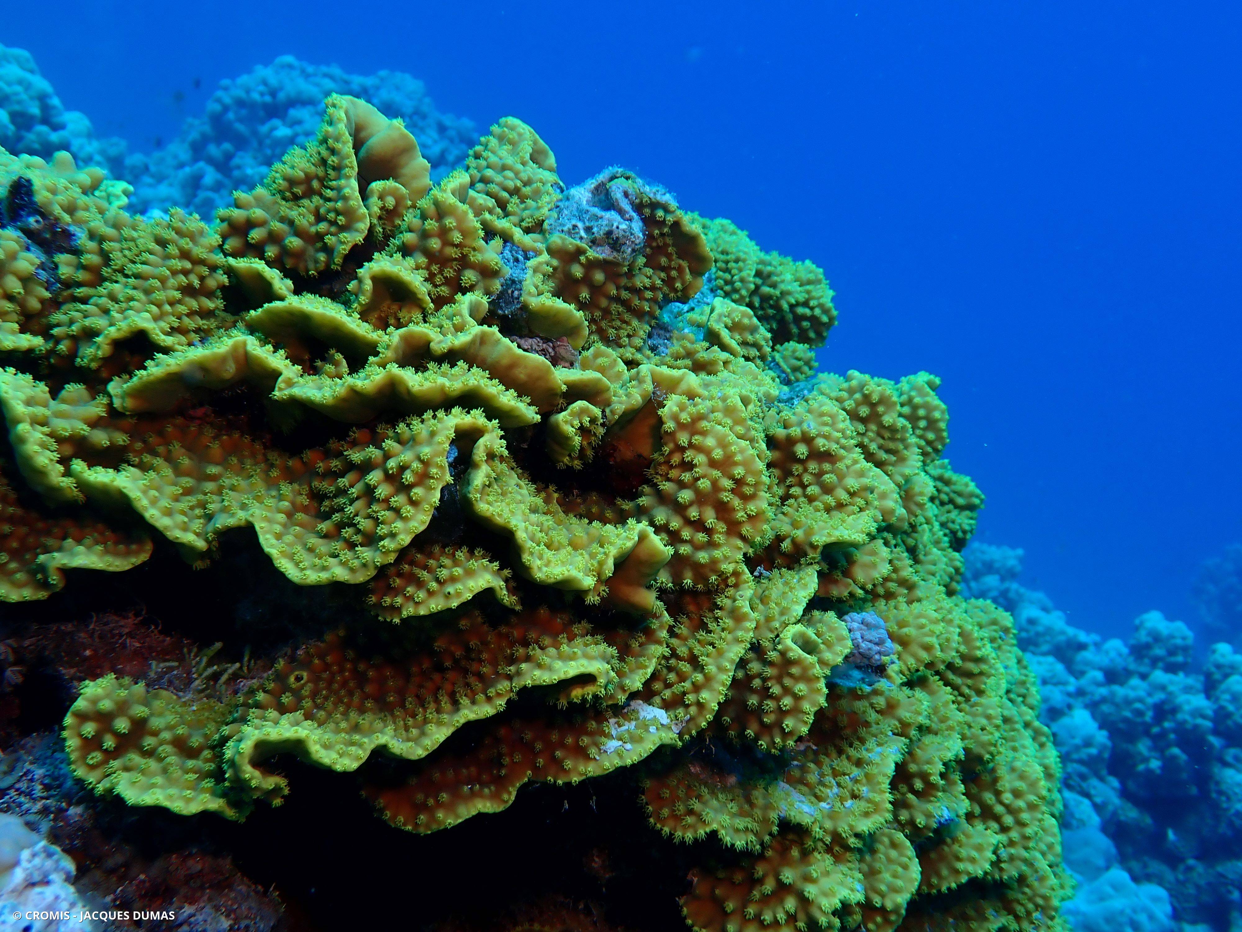 Corail coupe laitue