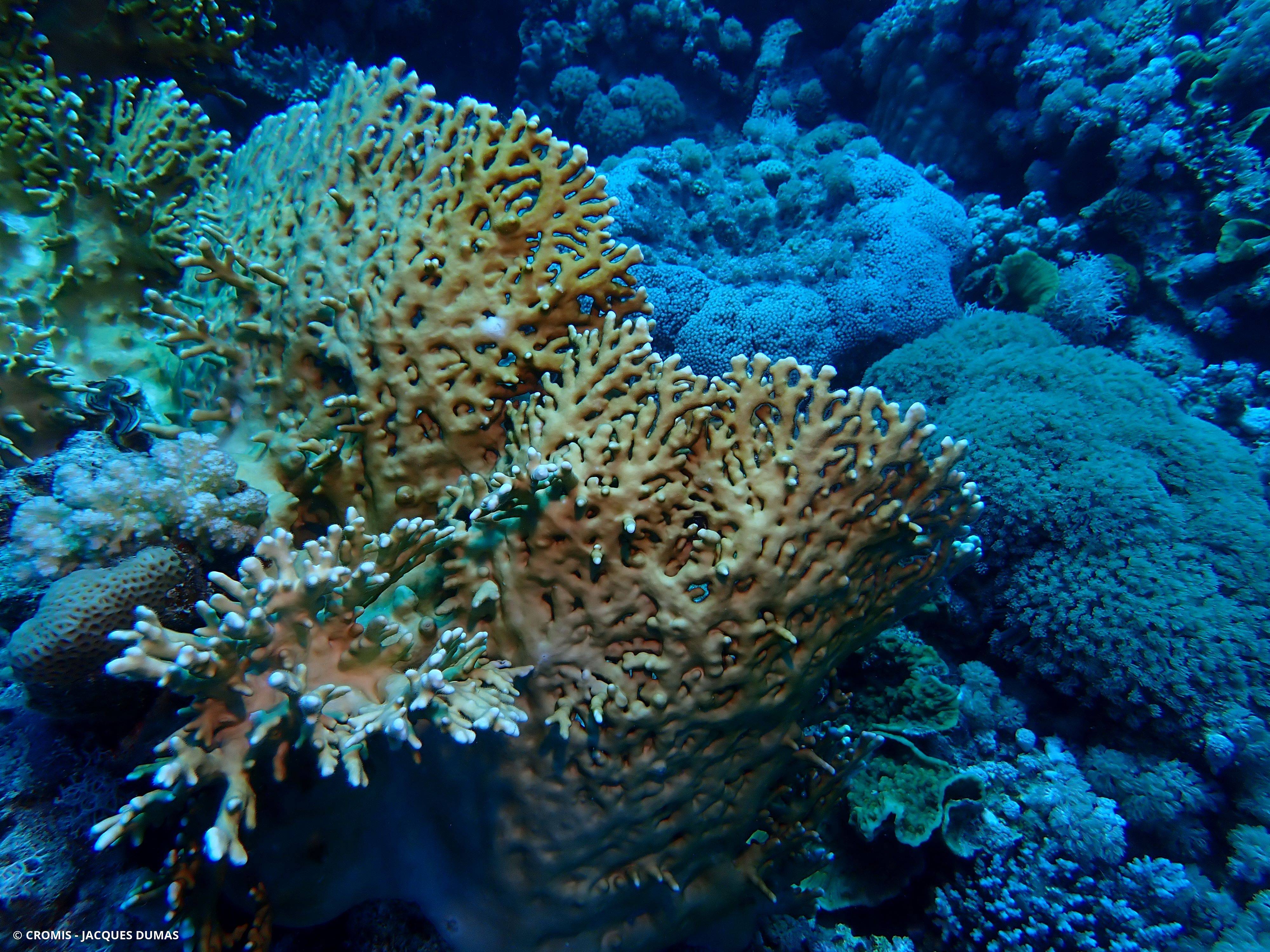 Corail de feu ramifié