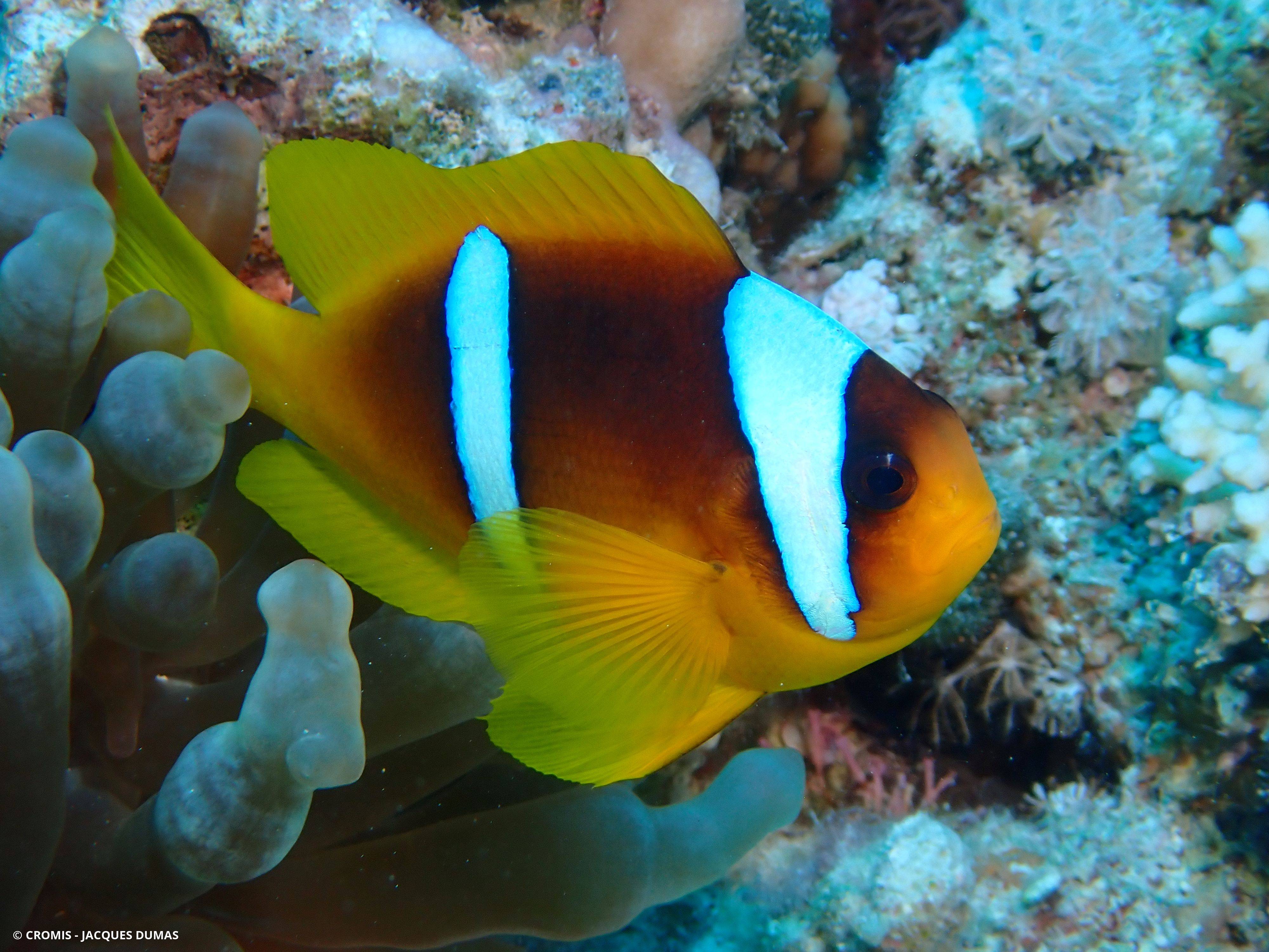 Poisson-clown à deux bandes