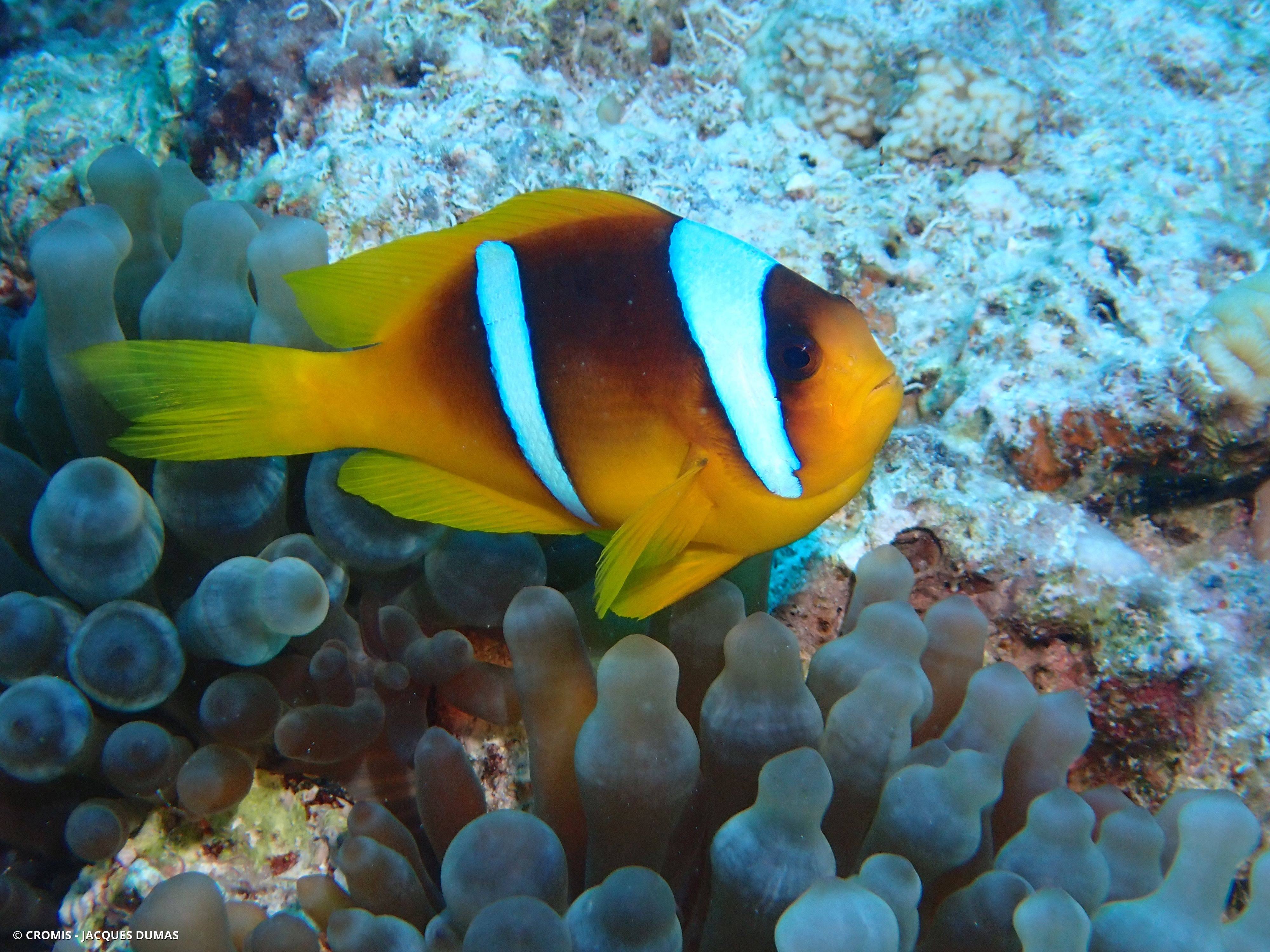 Poisson-clown à deux bandes