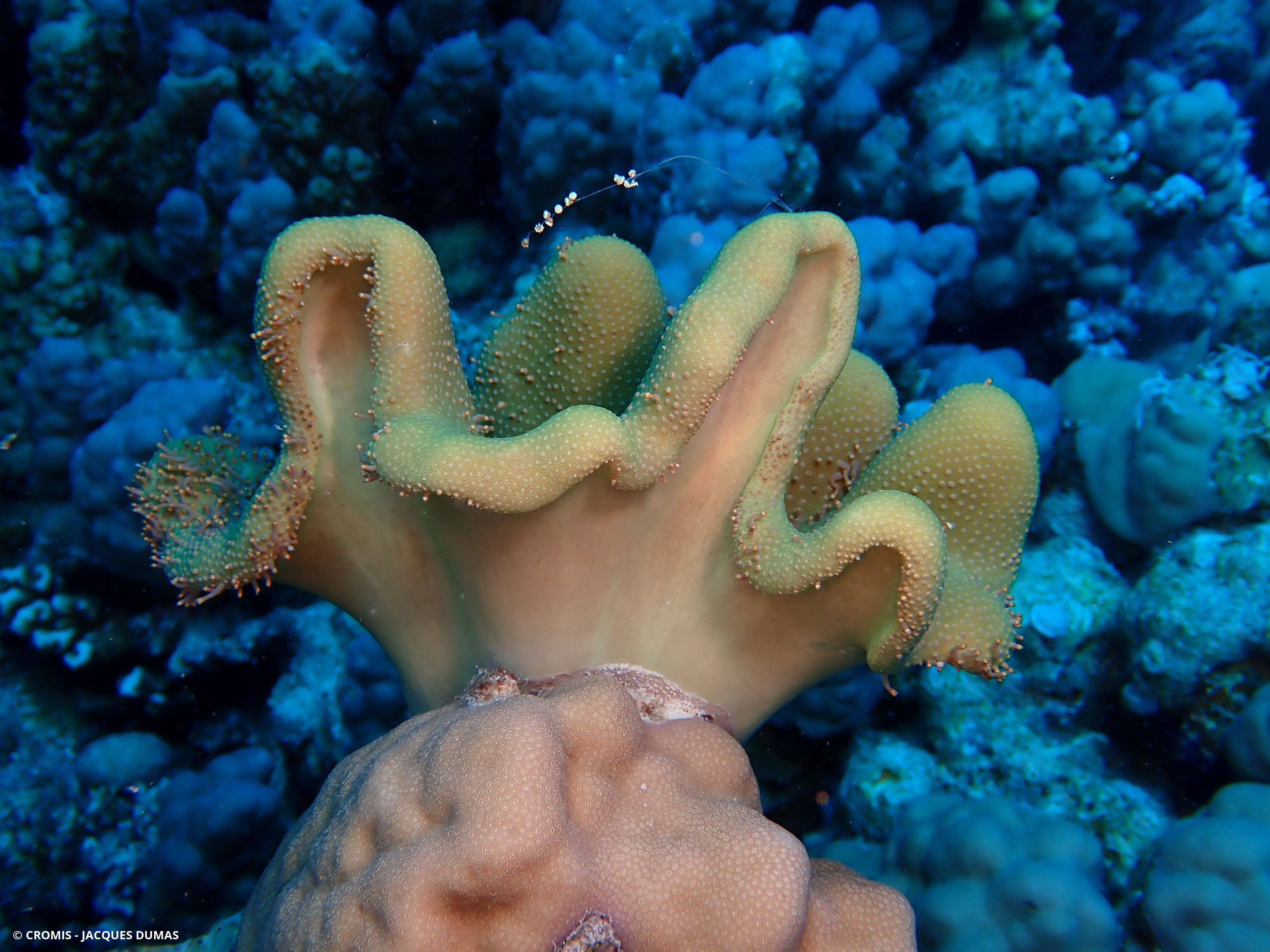Alcyonaire champignon