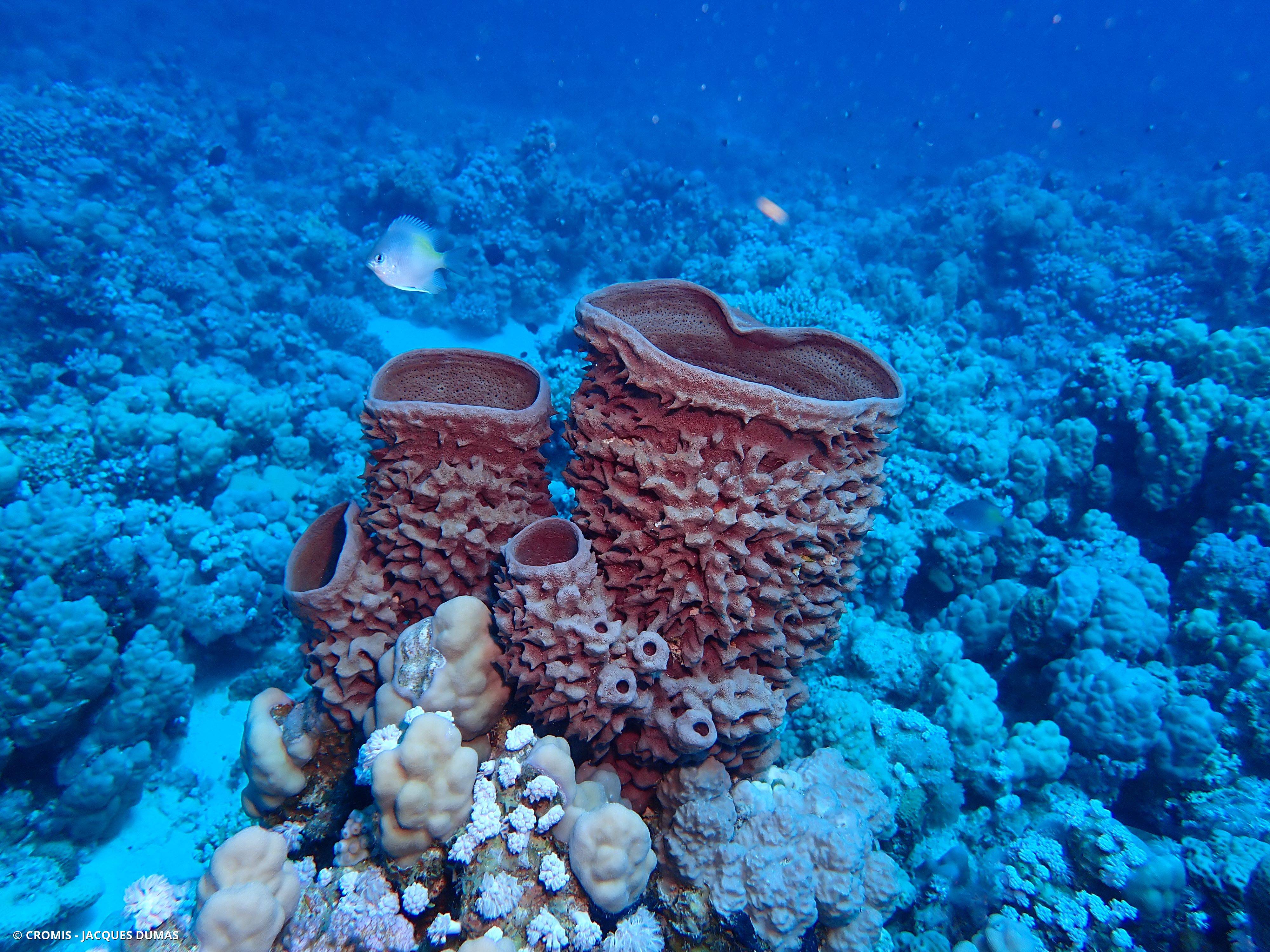 Eponge tubulaire de Mer Rouge