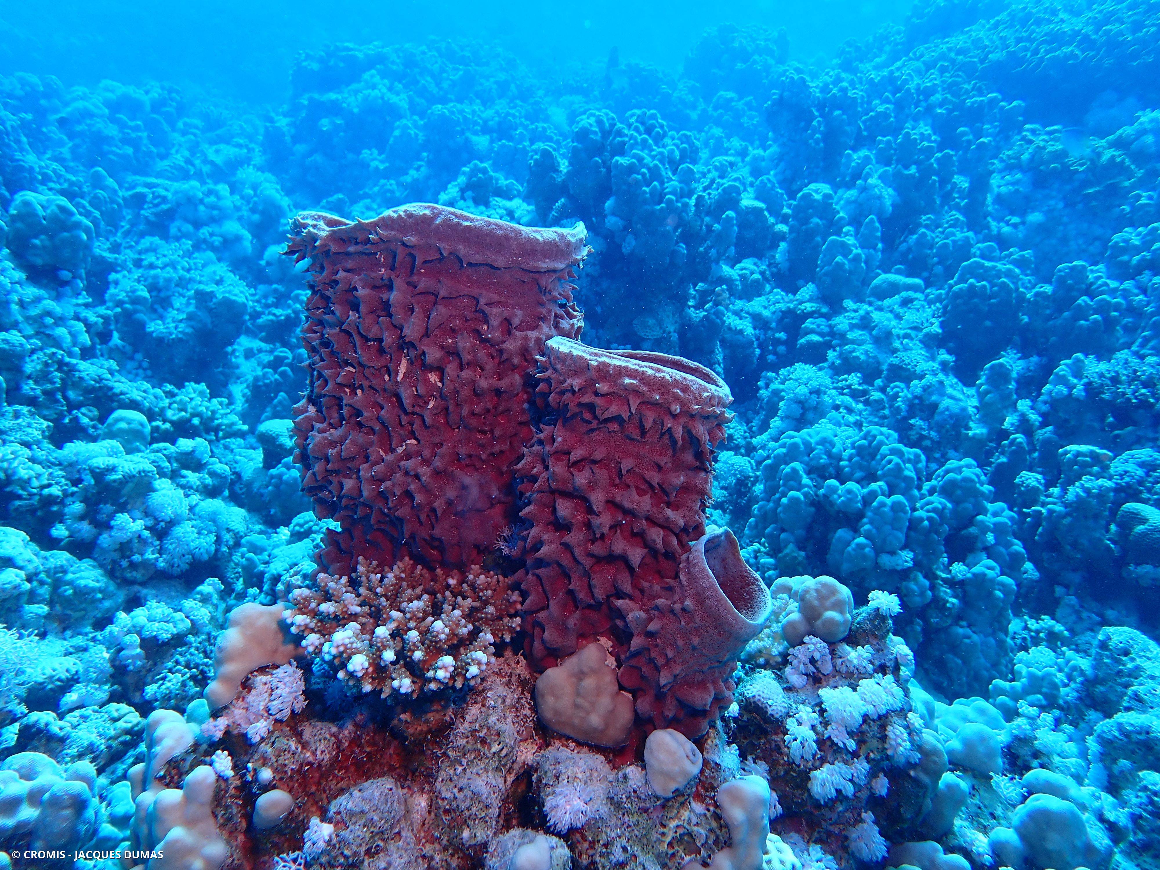 Eponge tubulaire de Mer Rouge