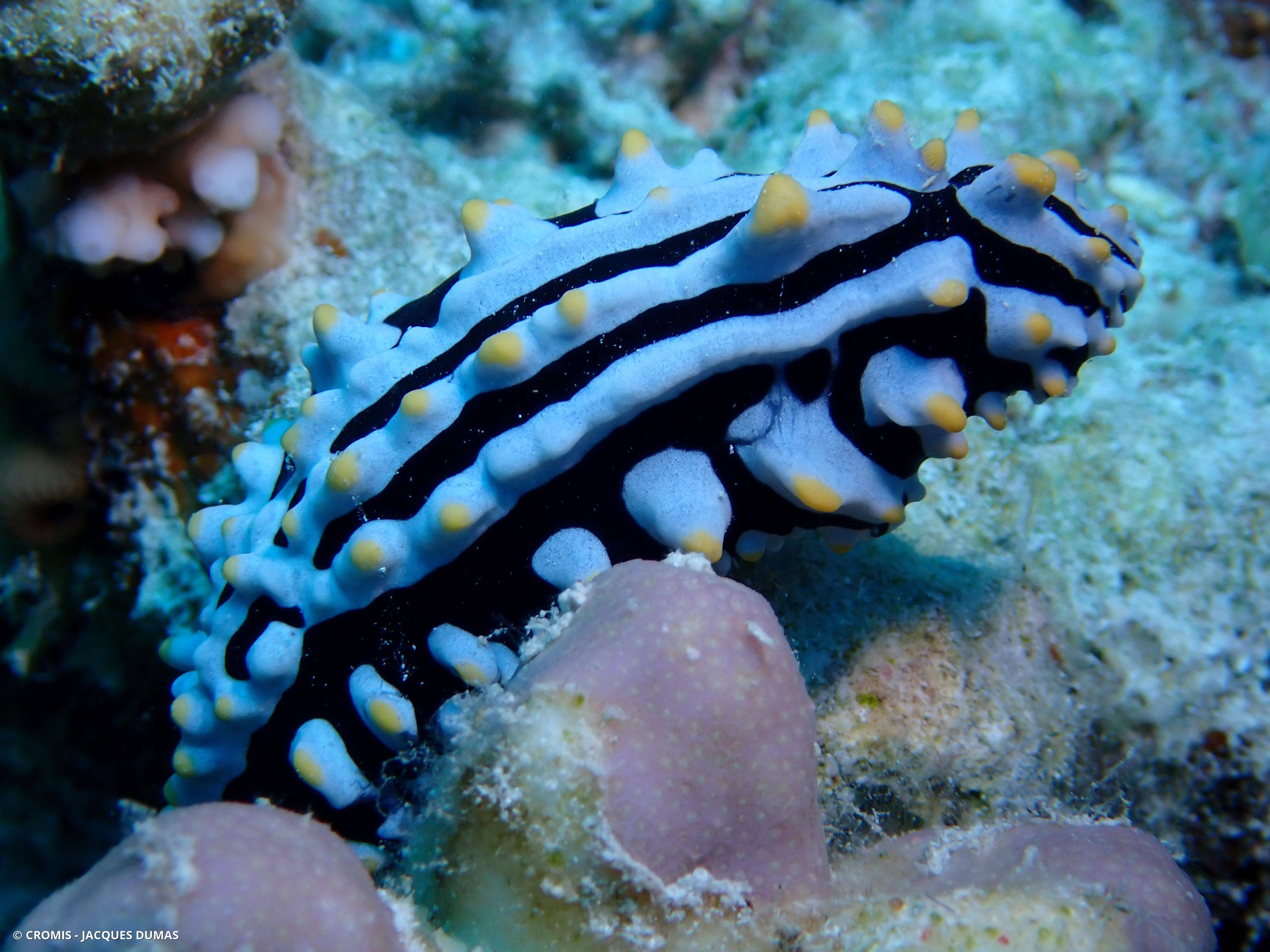 Phyllidie verruqueuse
