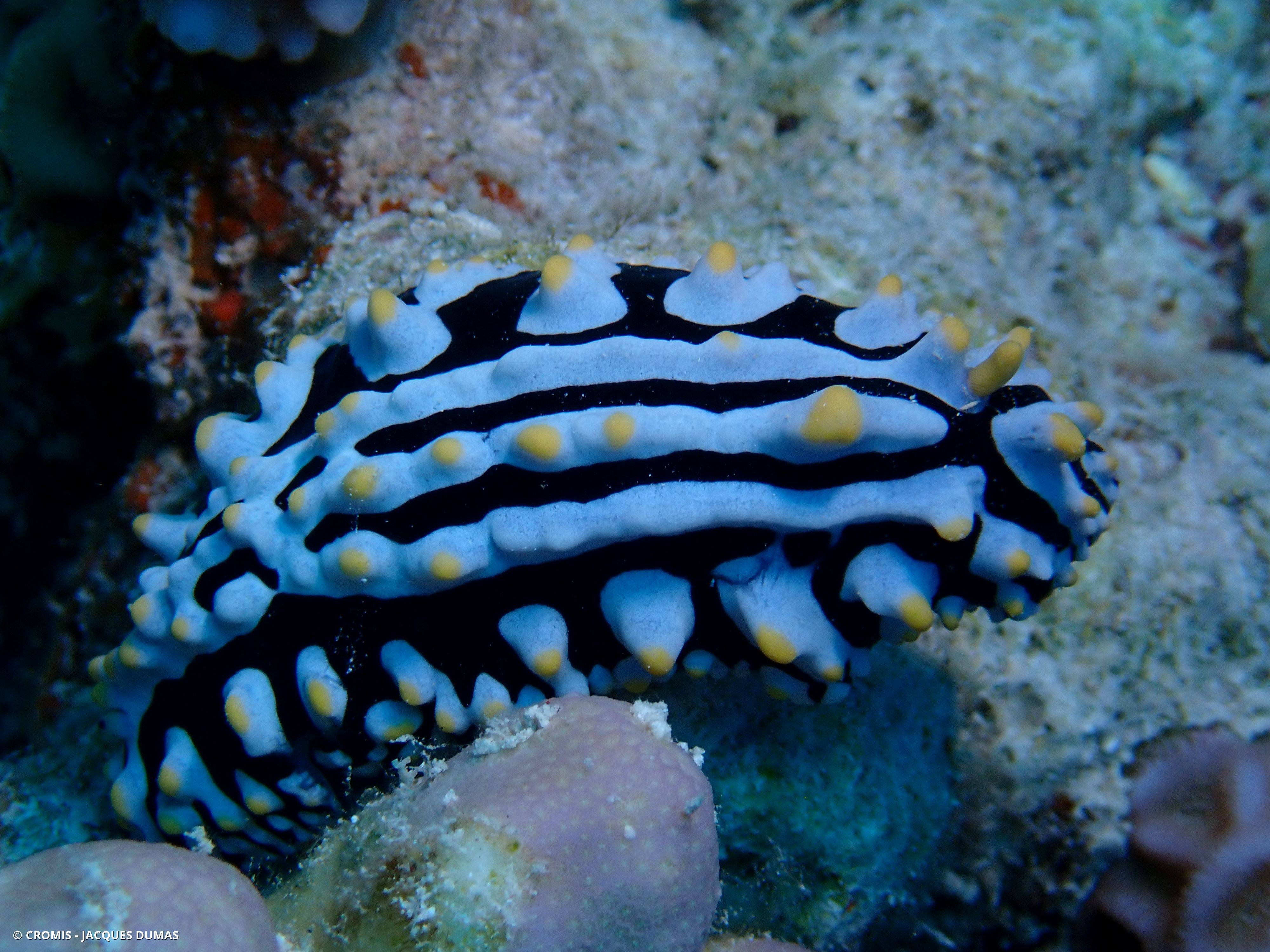 Phyllidie verruqueuse