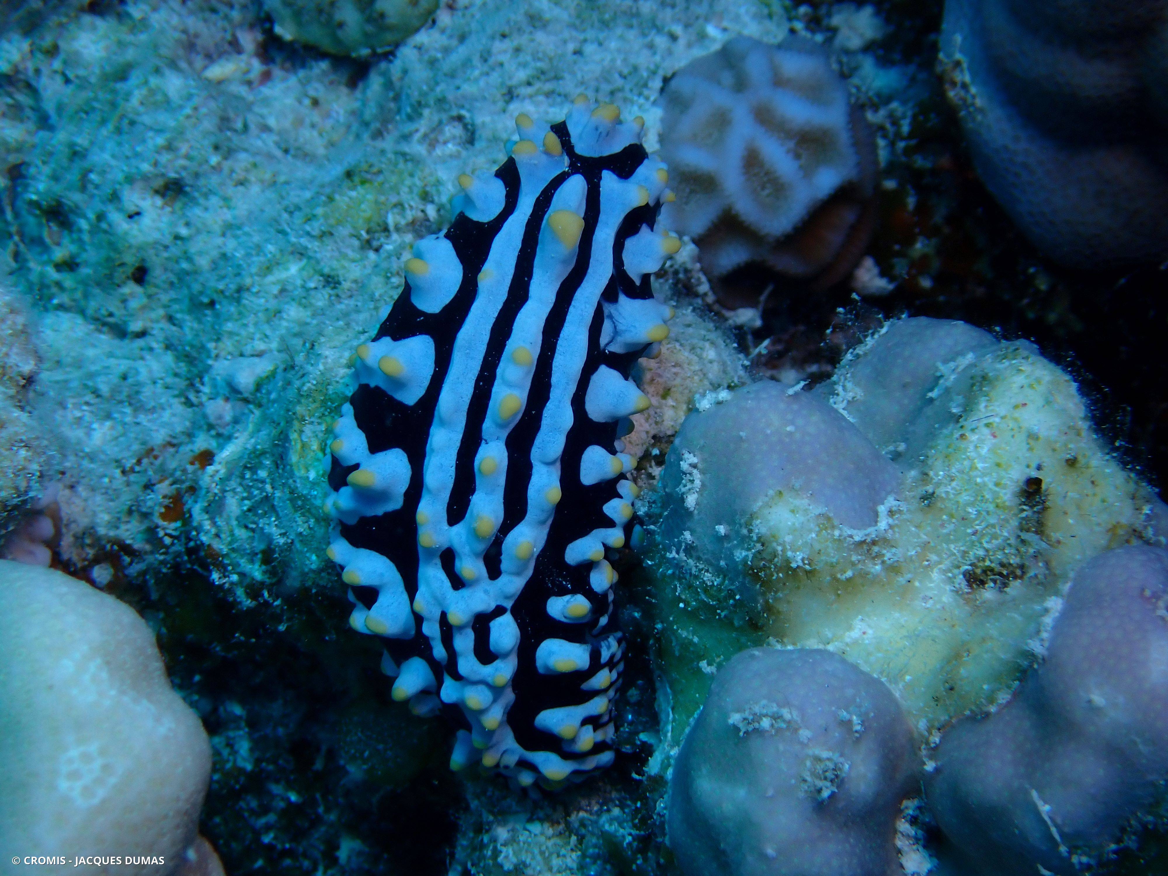 Phyllidie verruqueuse