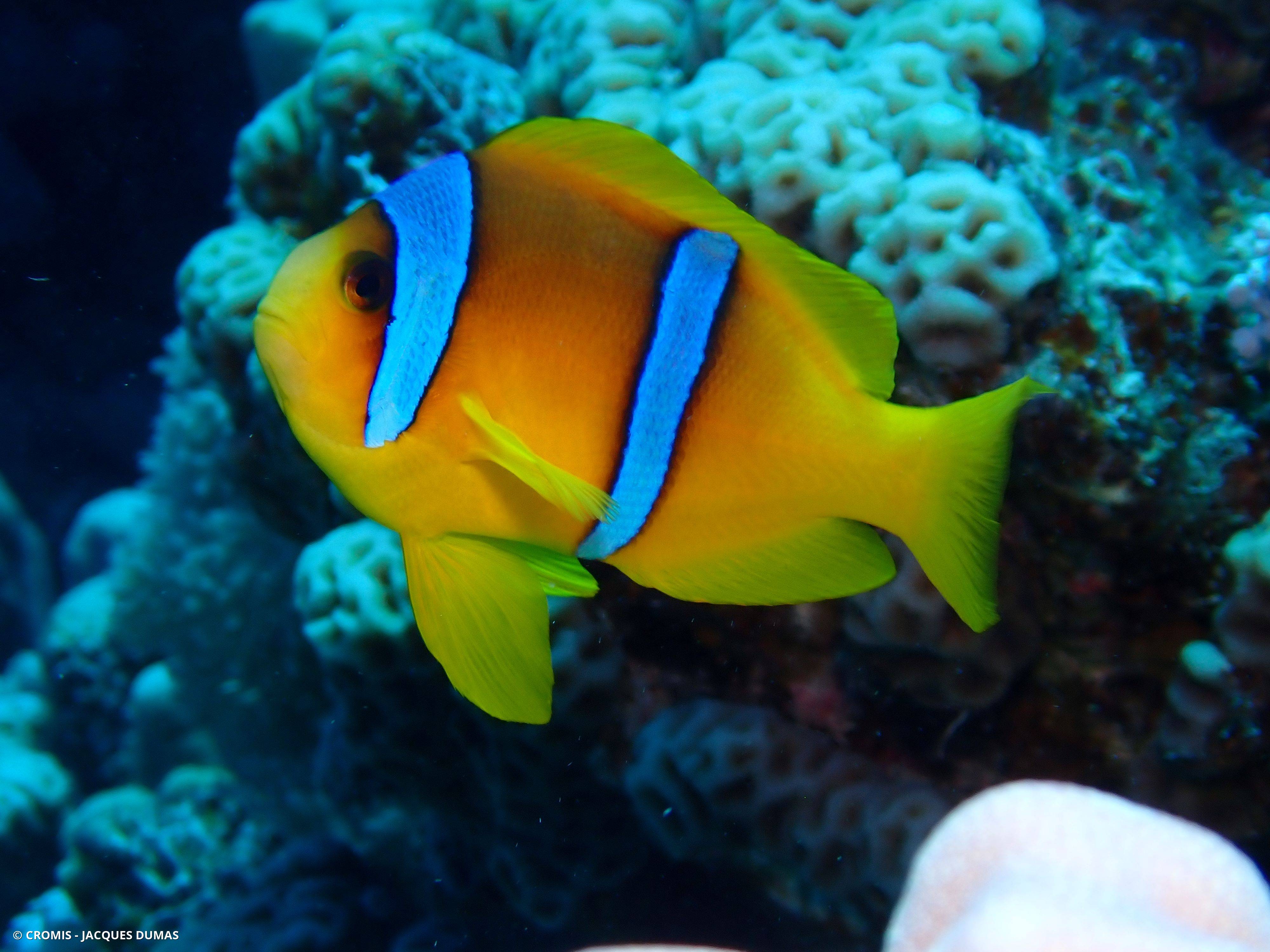 Poisson-clown à deux bandes