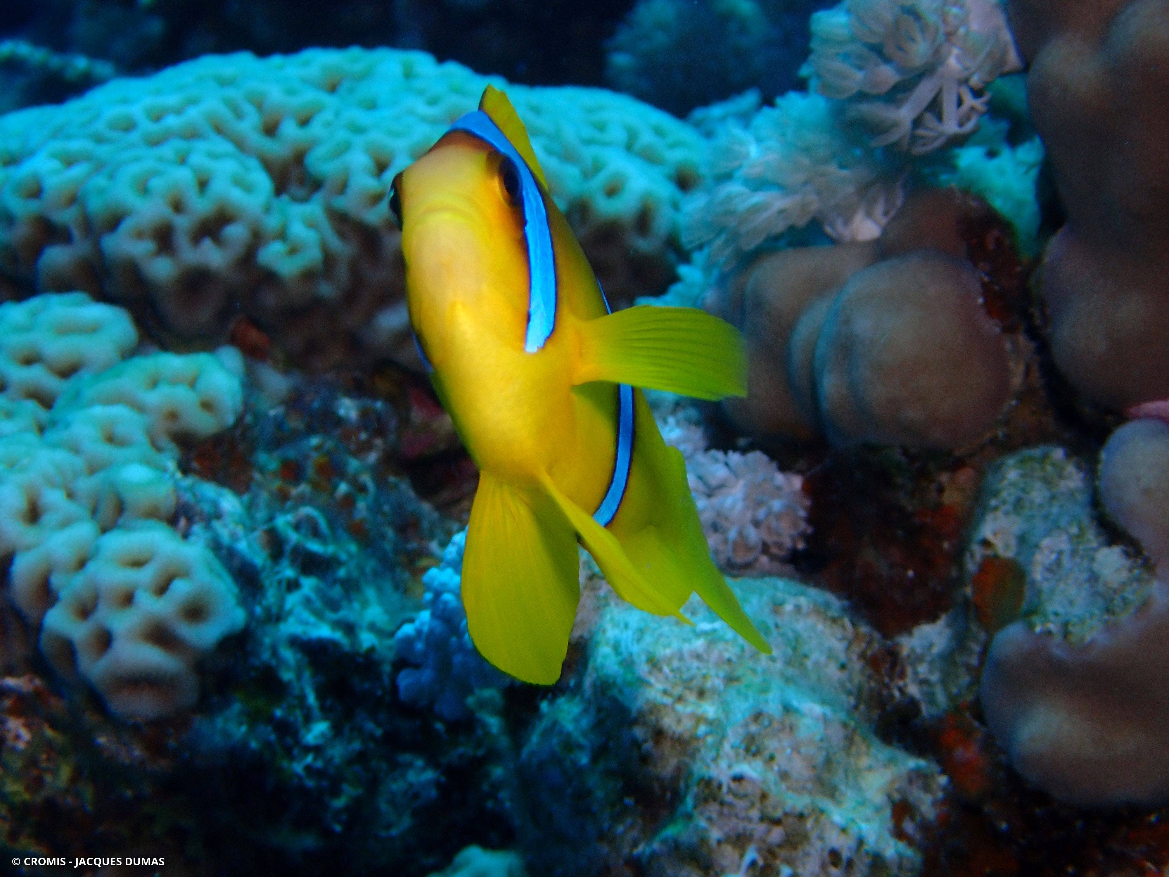 Poisson-clown à deux bandes