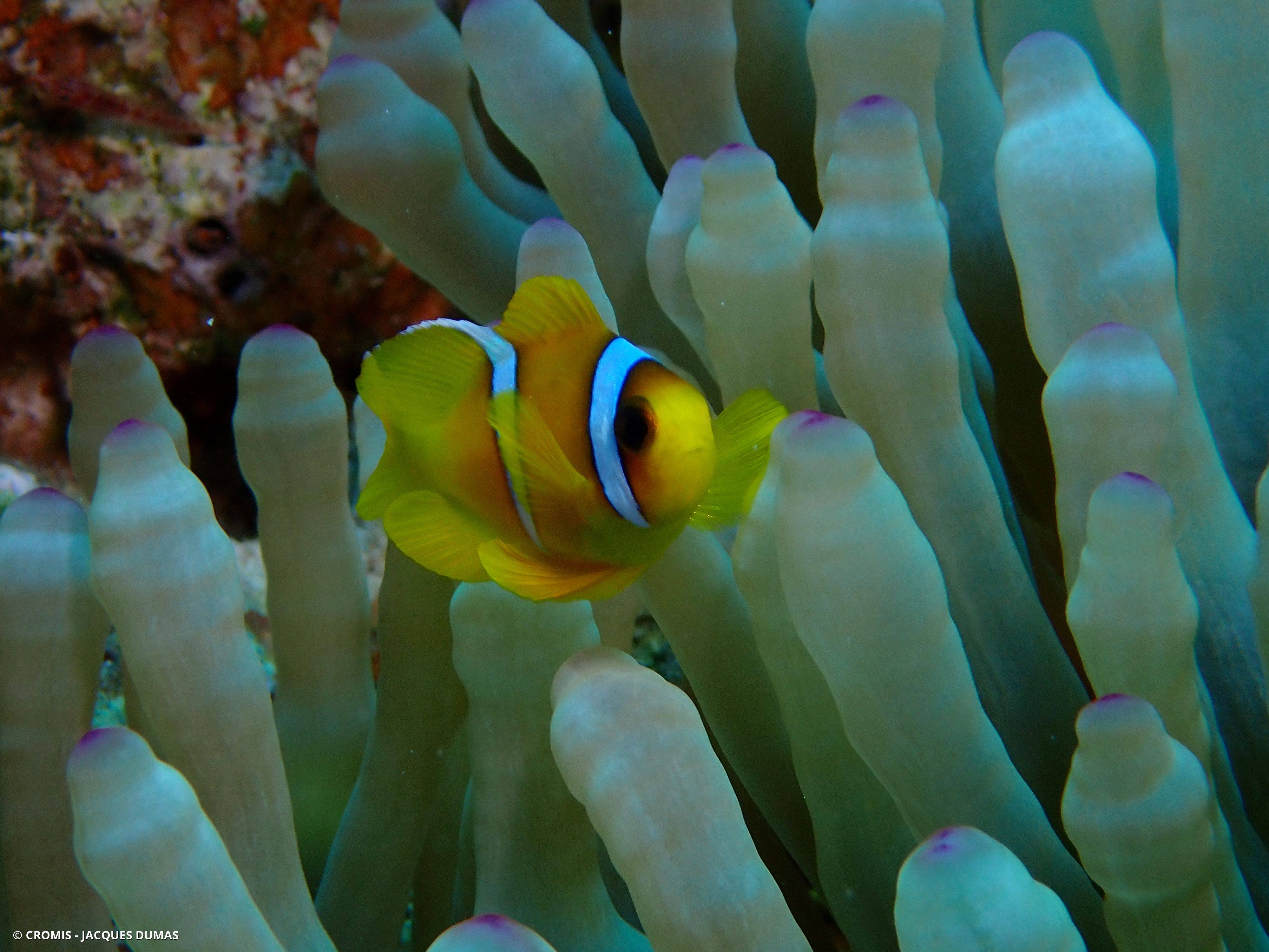 Poisson-clown à deux bandes