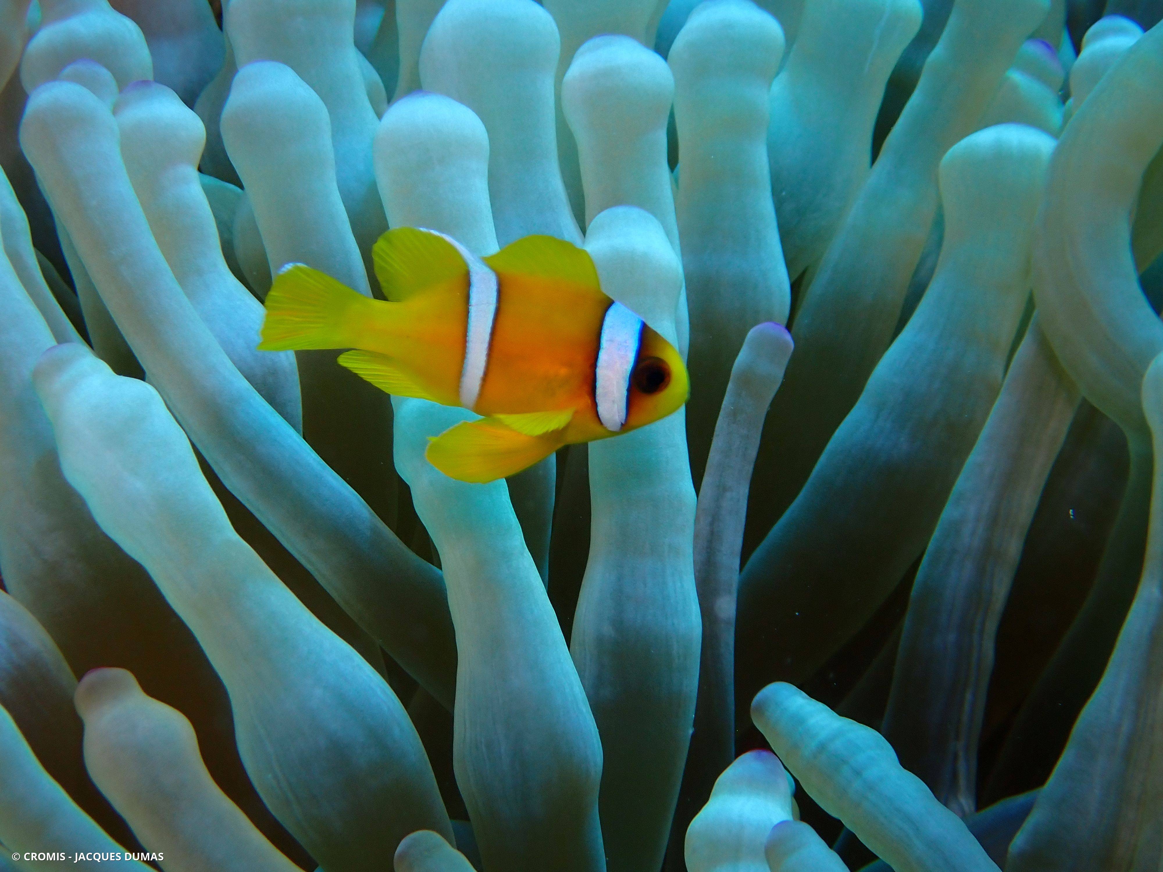 Poisson-clown à deux bandes
