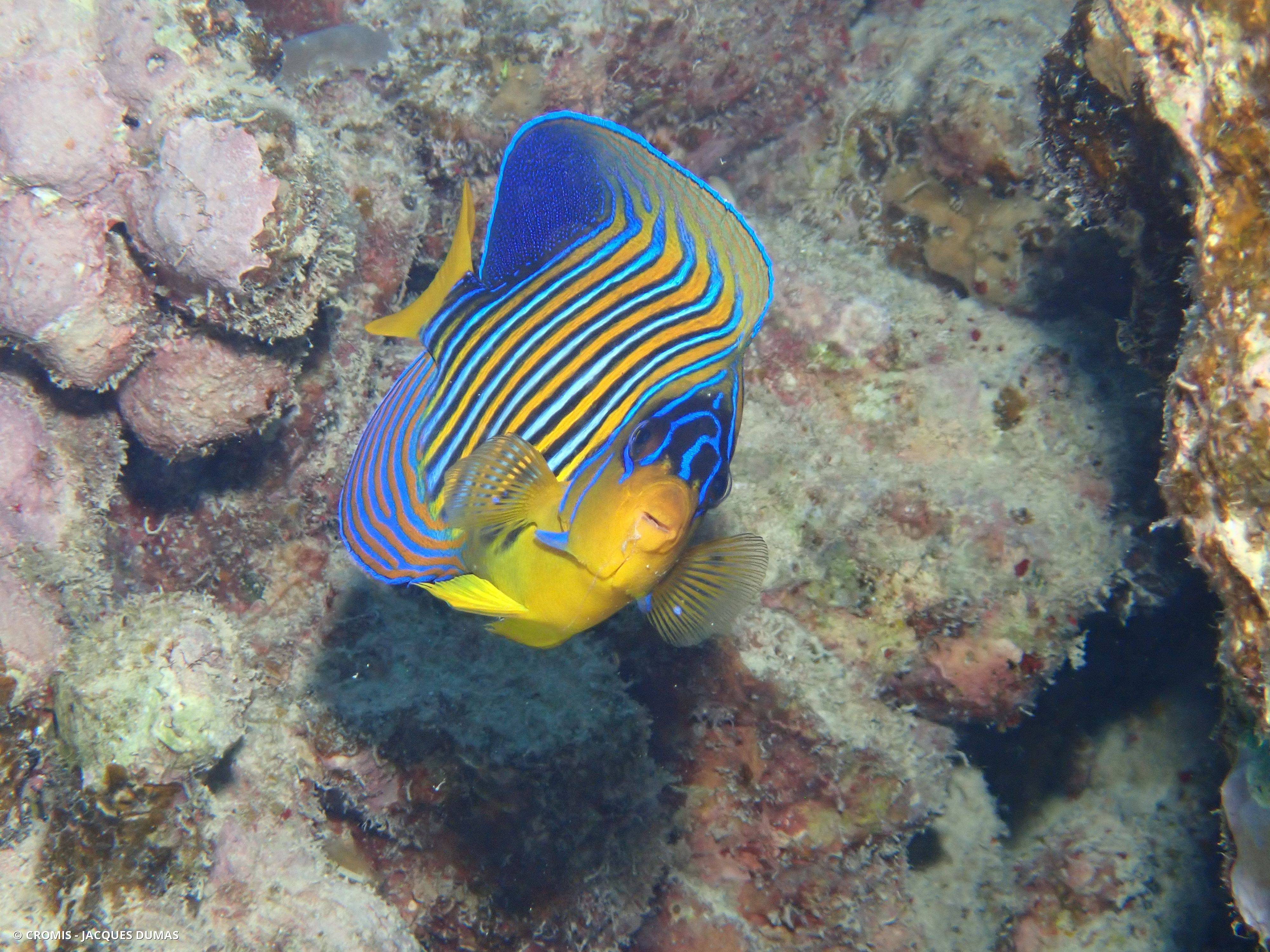 Poisson-ange duc