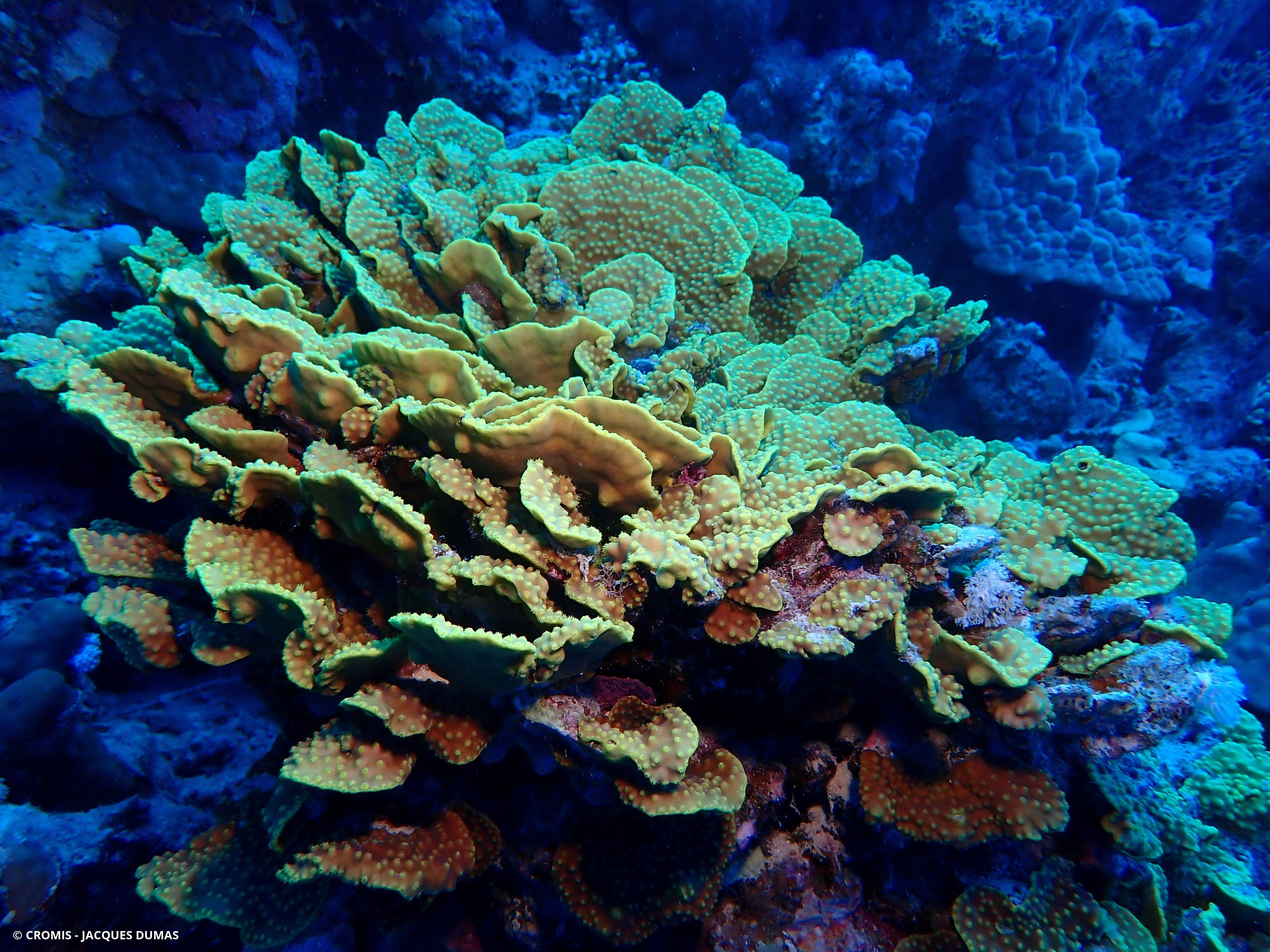 Corail coupe laitue