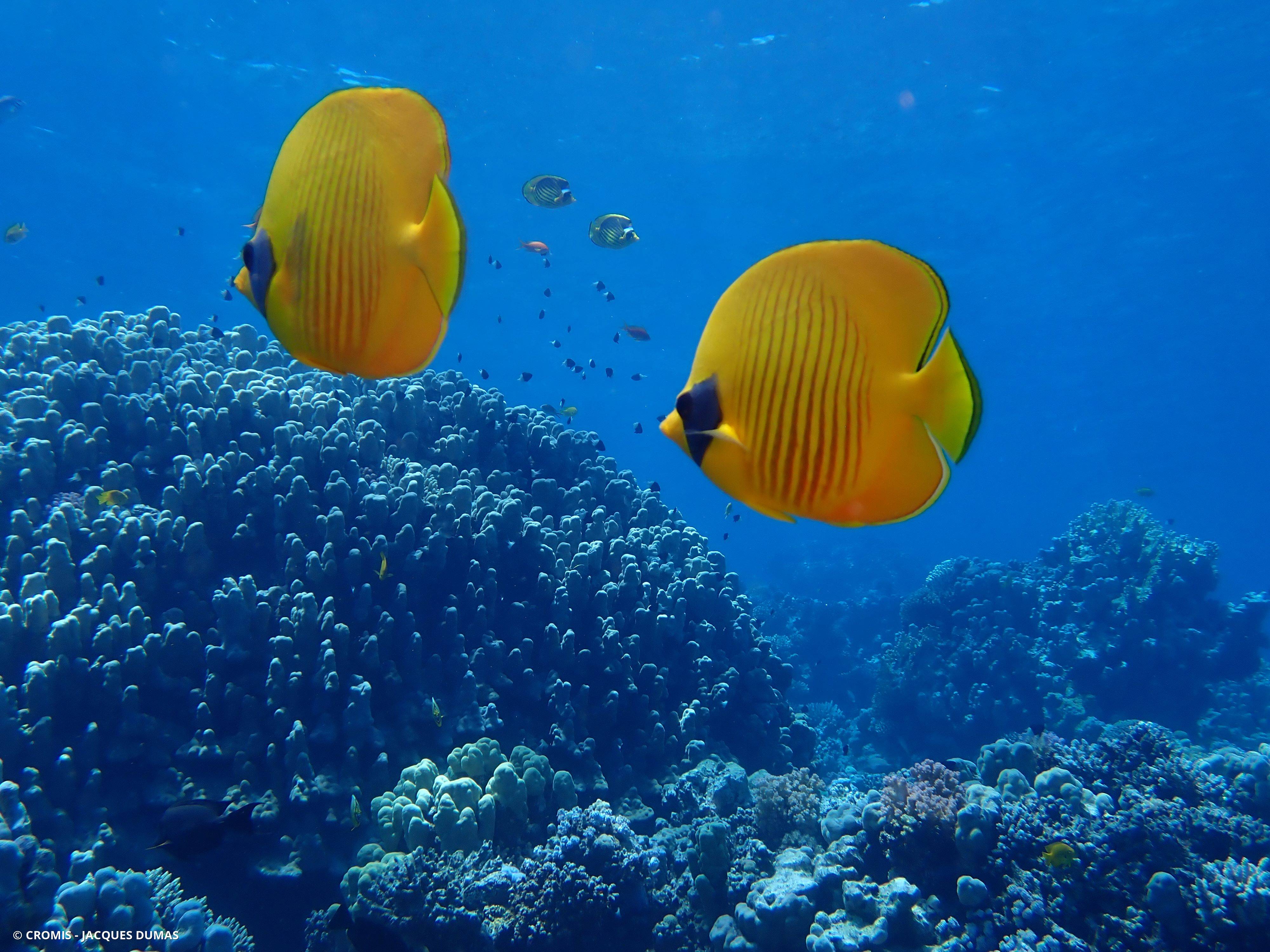 Poisson-papillon jaune masqué