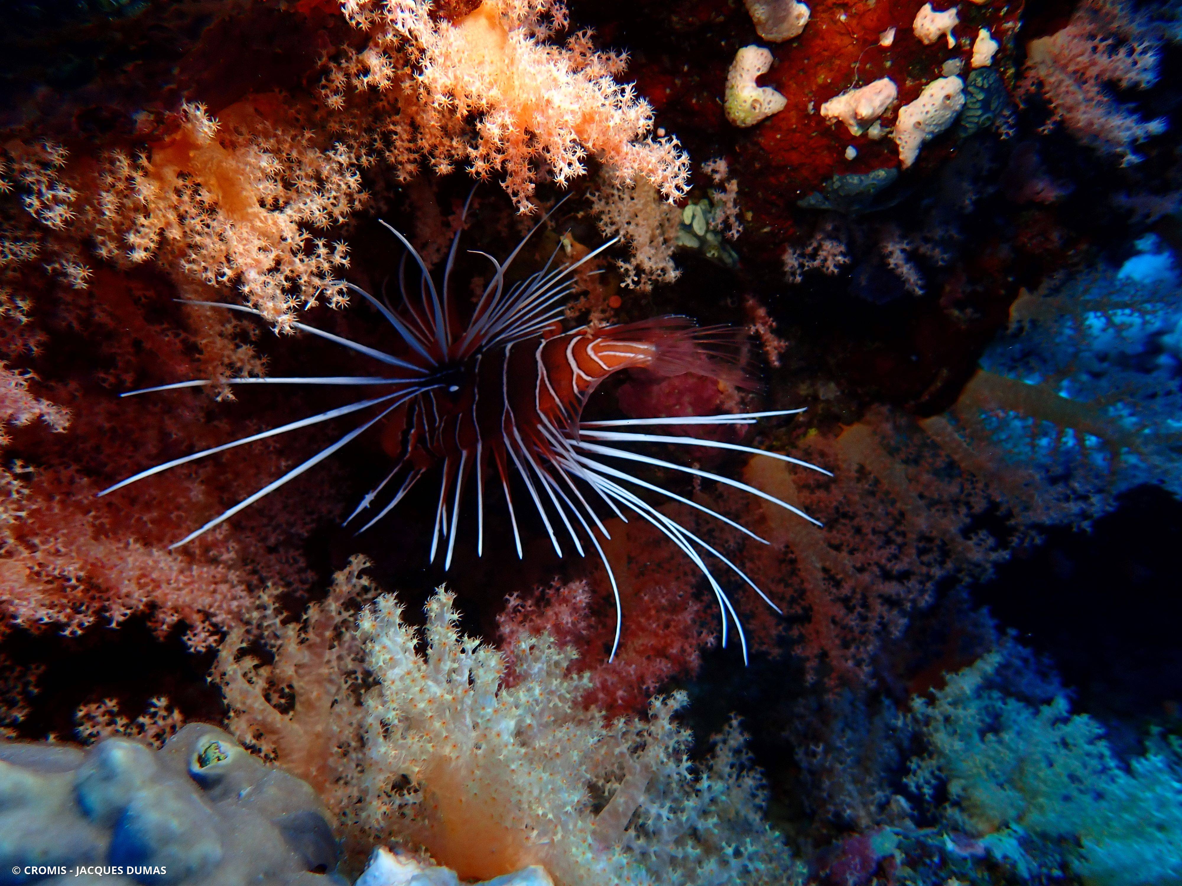 Poisson-lion de Mer Rouge