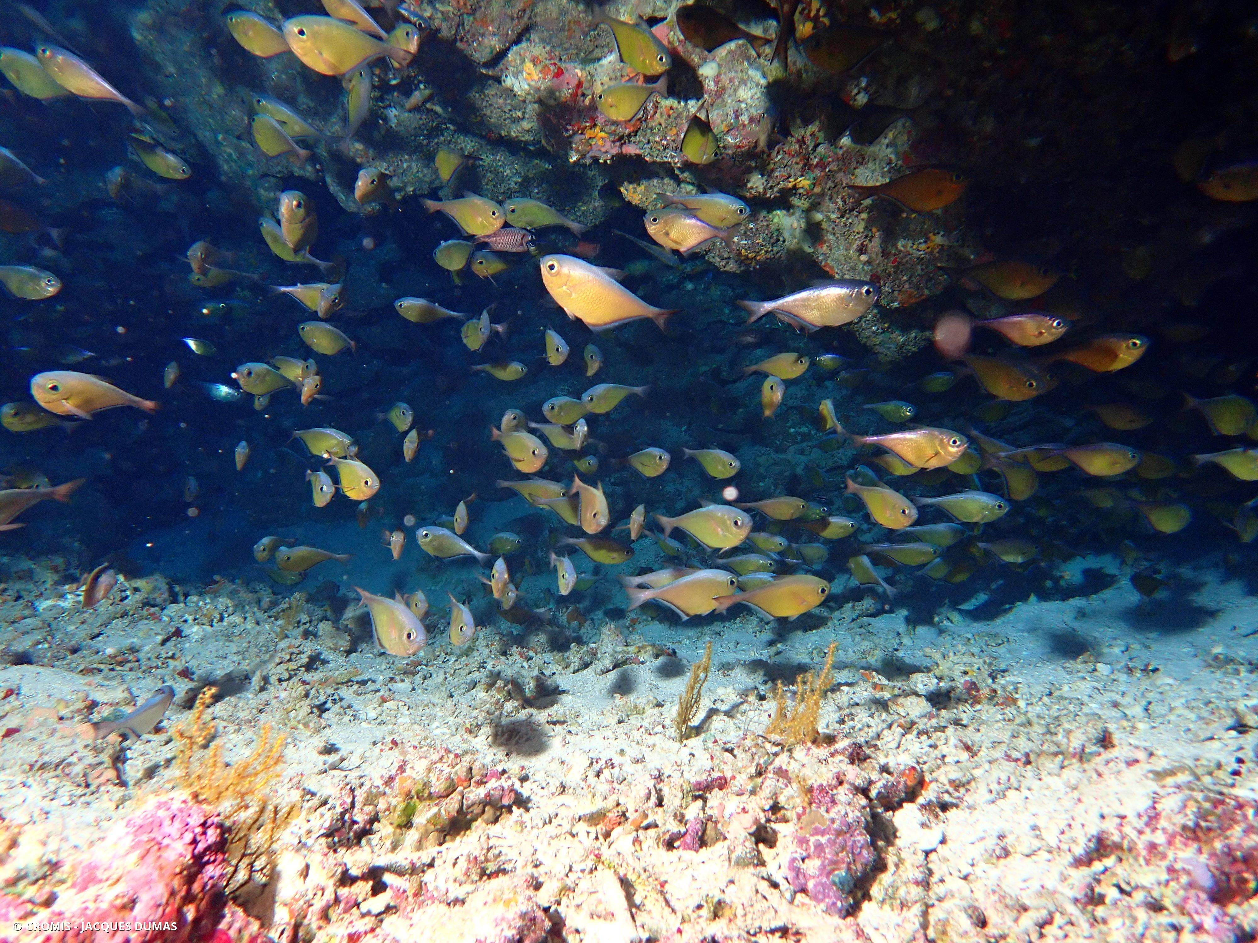 Poisson-hachette