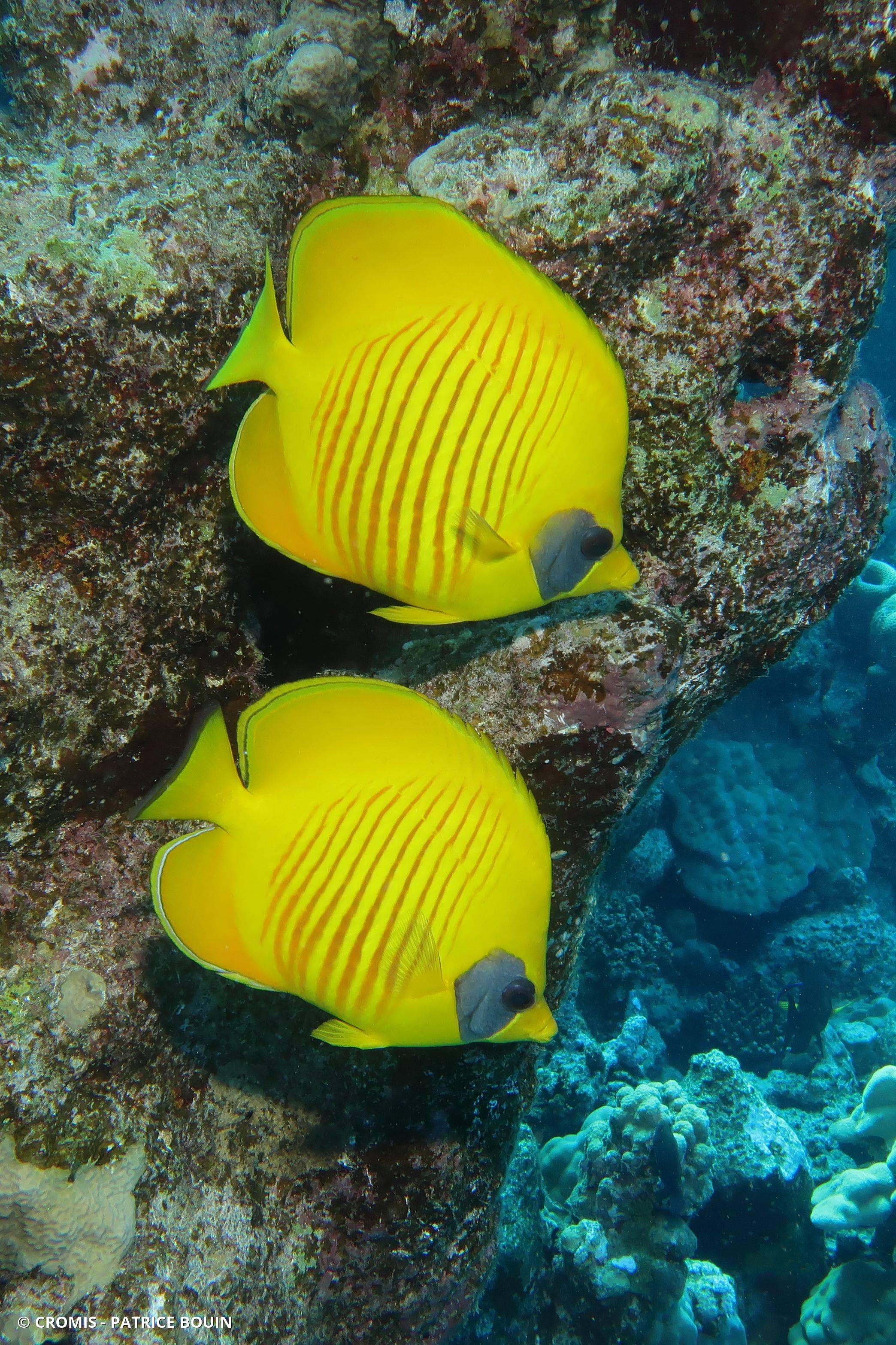 Poisson-papillon jaune masqué