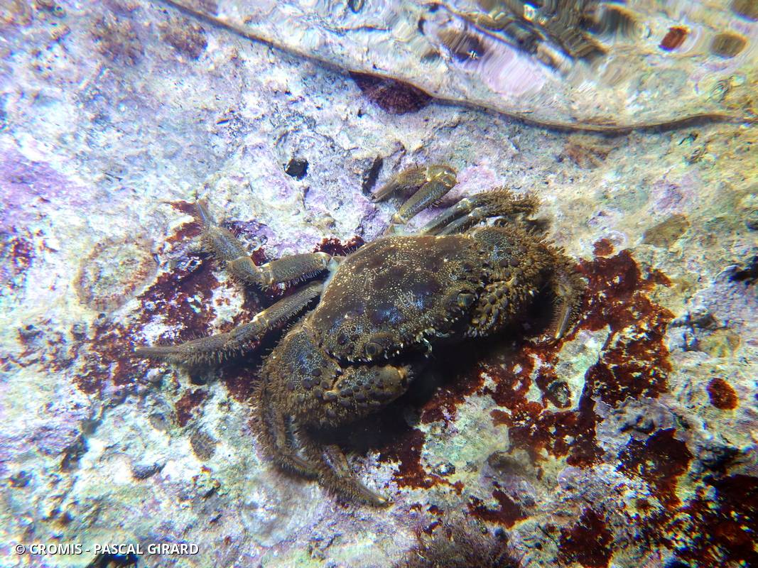 Crabe verruqueux