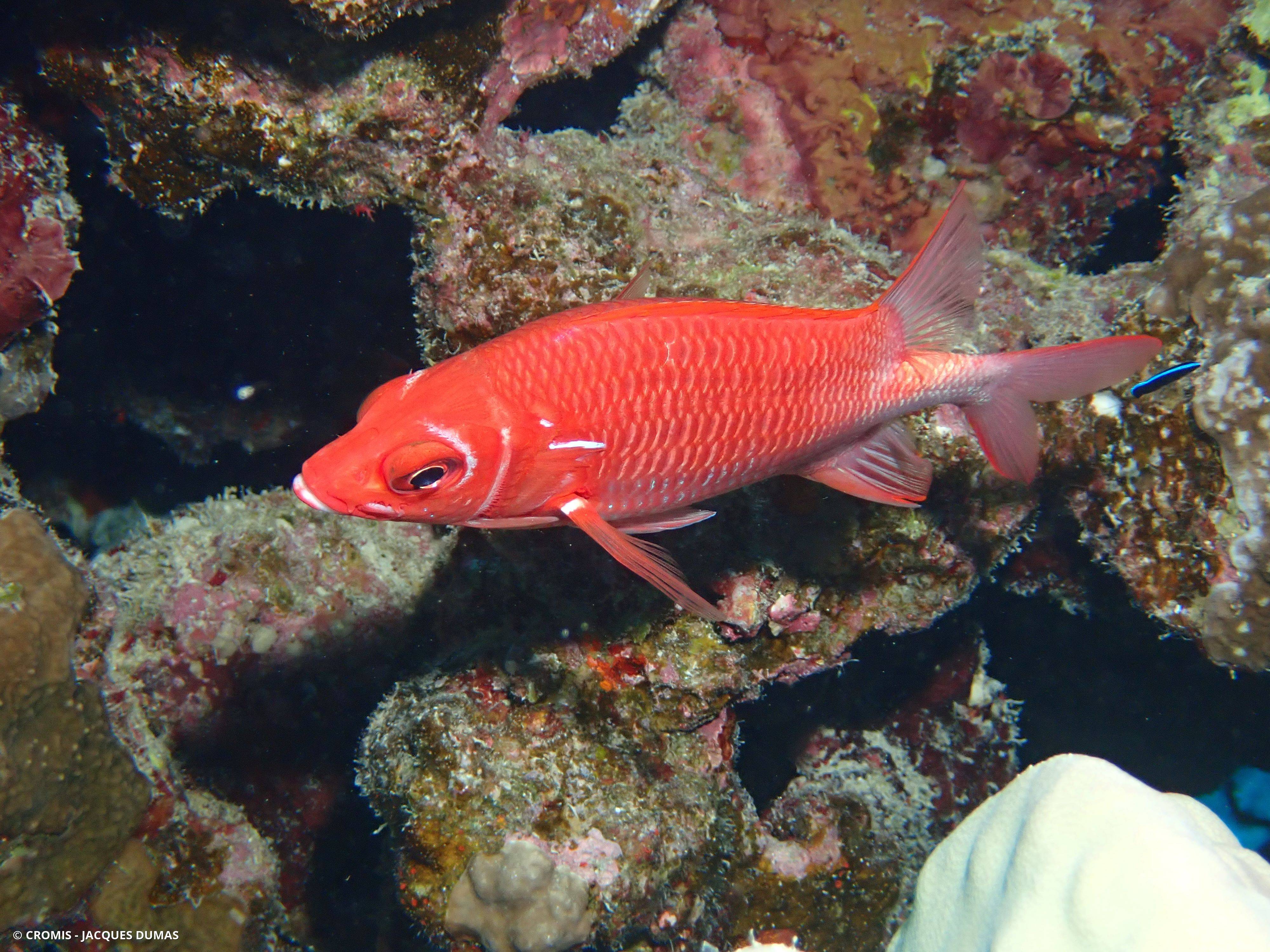 Poisson-écureuil tahitien