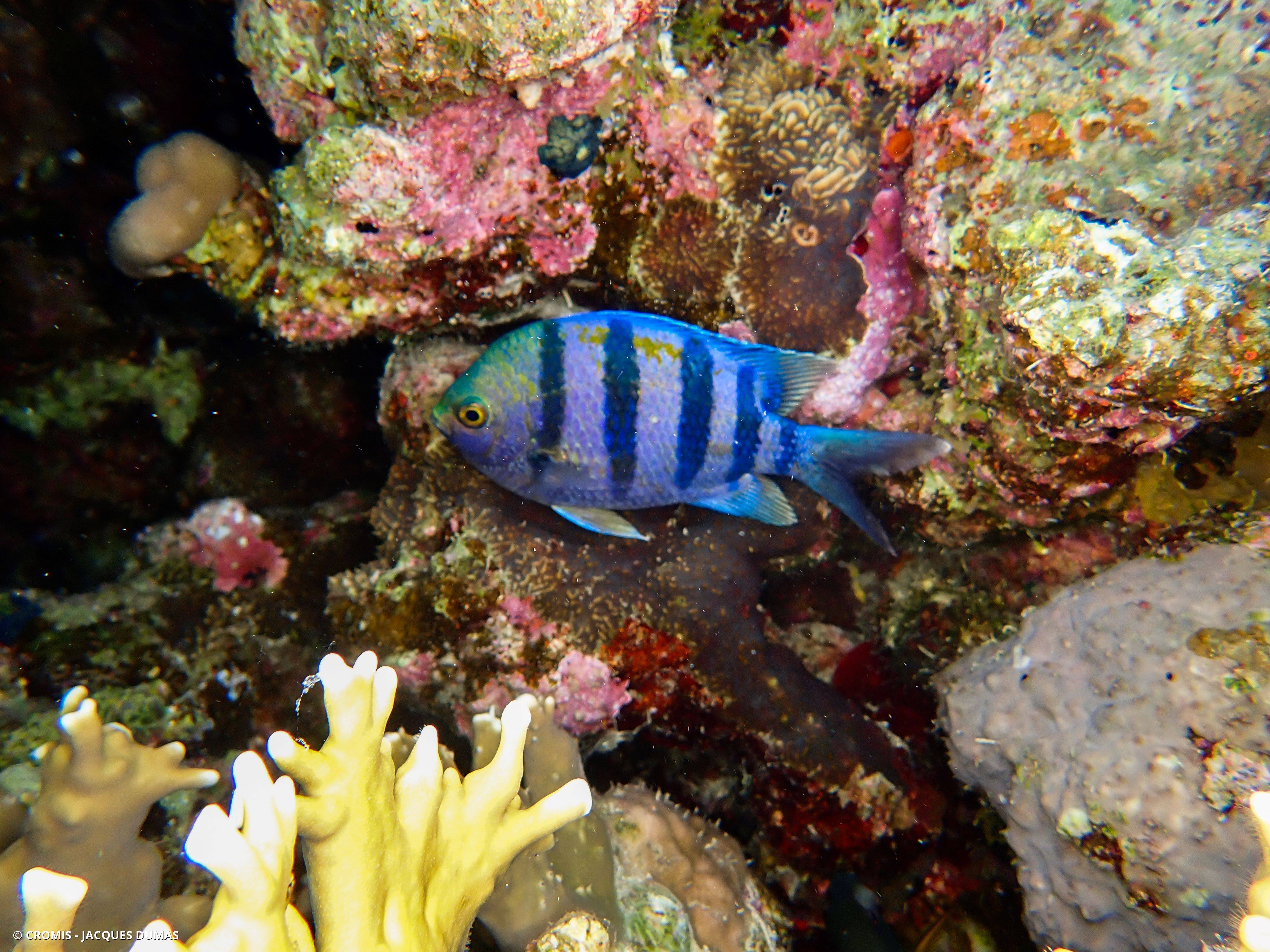Poisson-bagnard