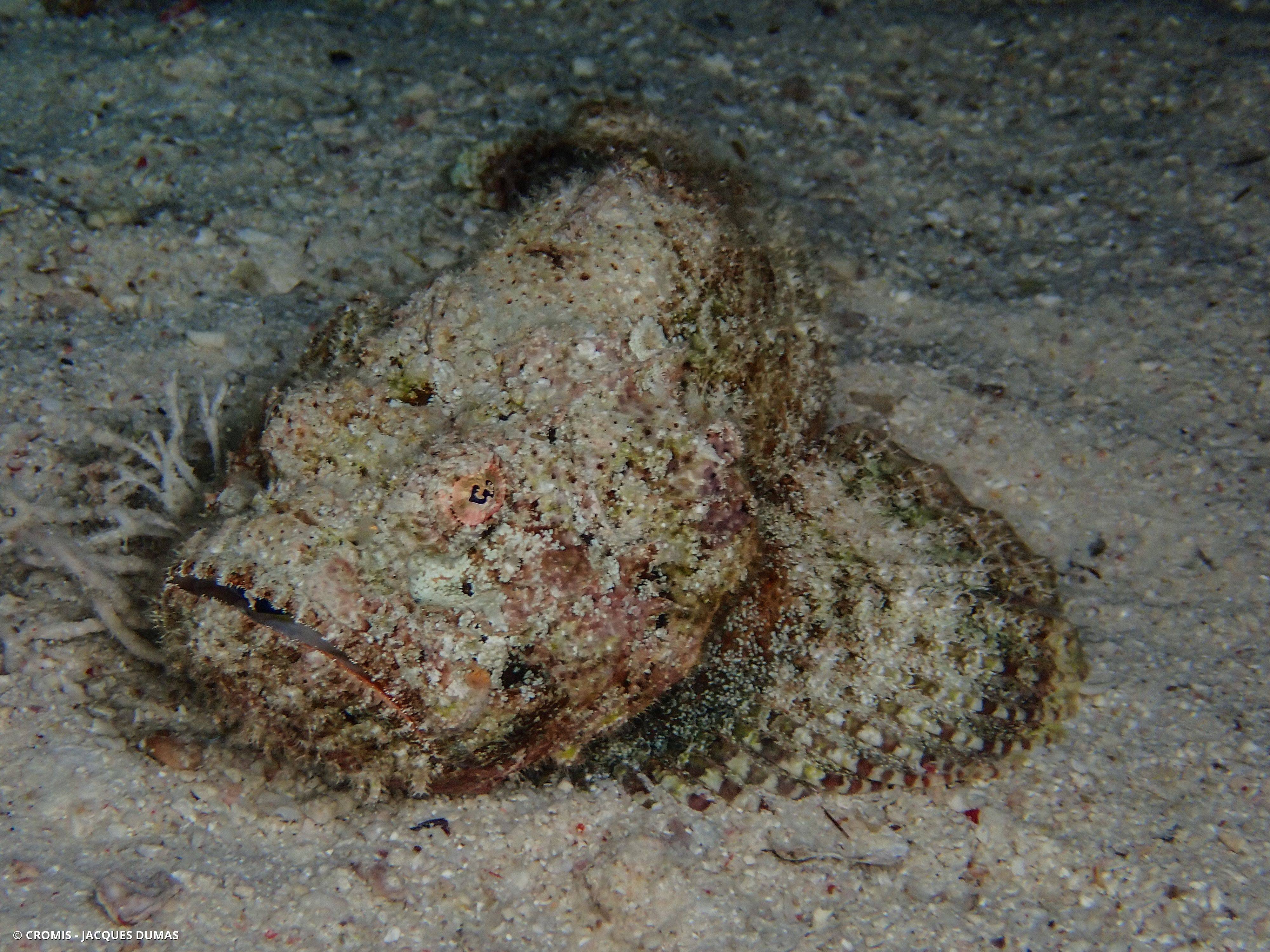 Poisson-pierre commun