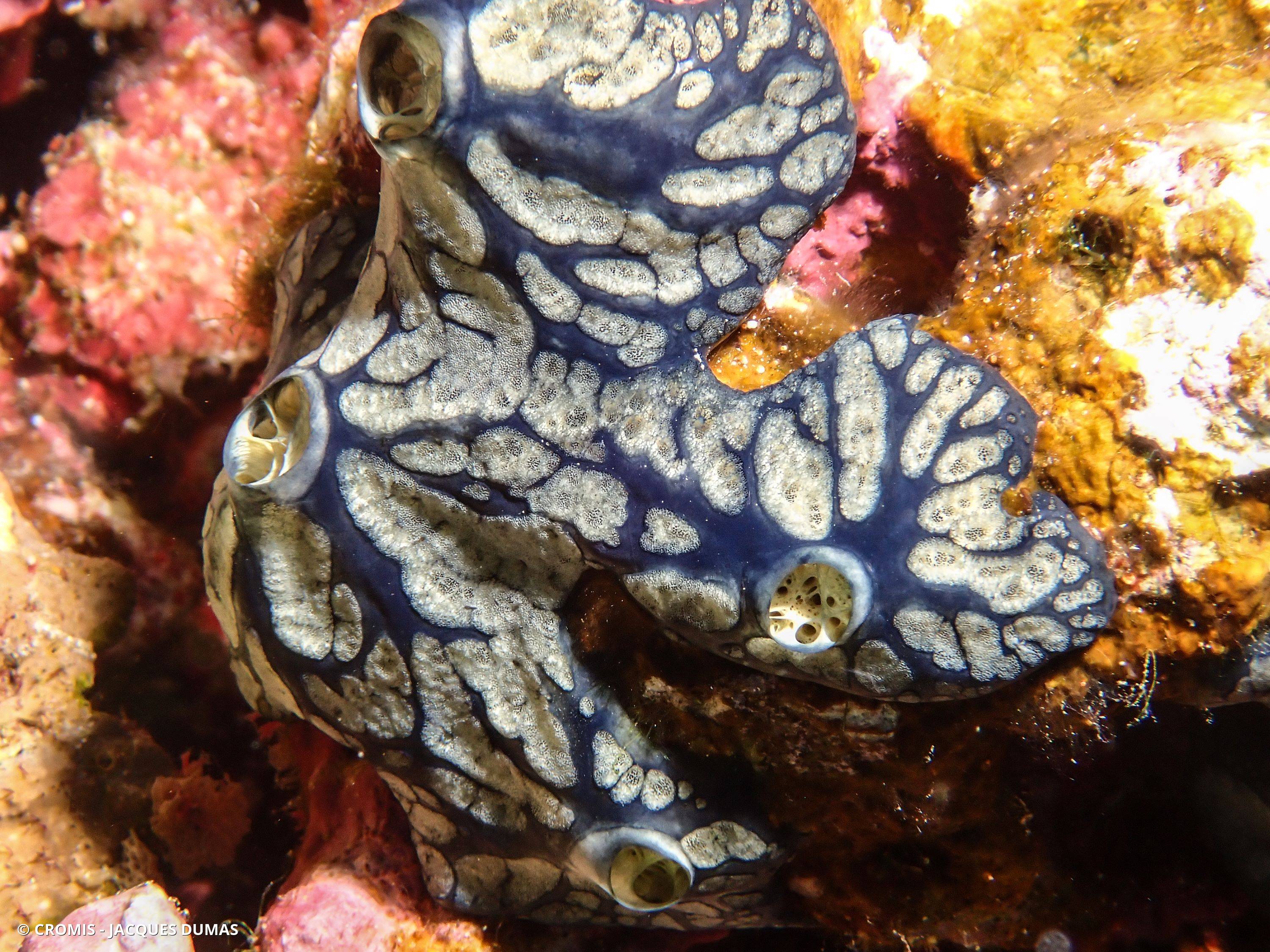 Eponge bleue à cratères de Mer Rouge