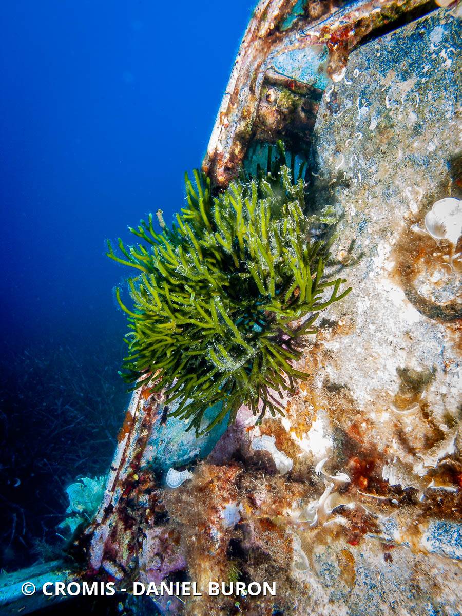 Codium fragile