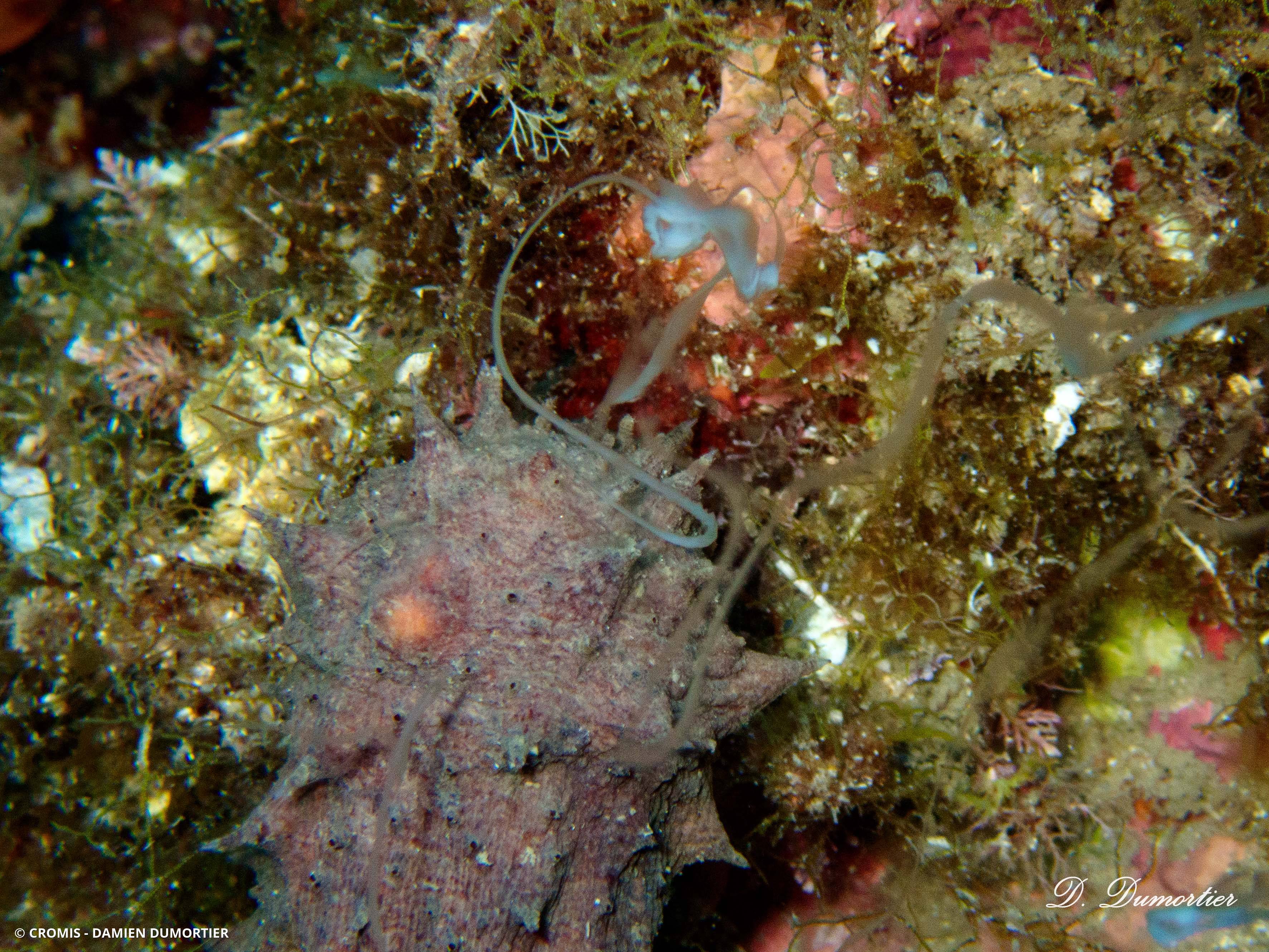 Holothurie mamelonnée