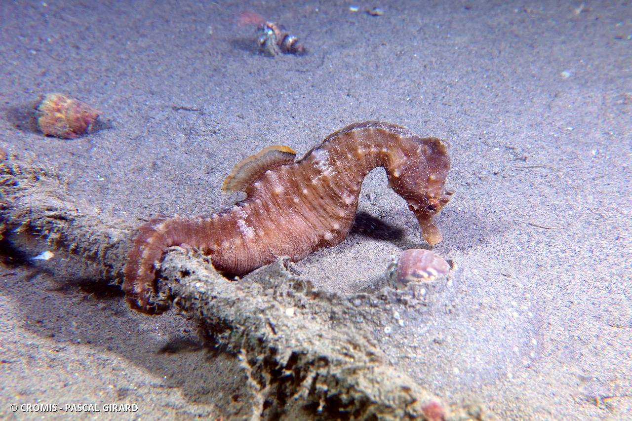 Hippocampe à museau court