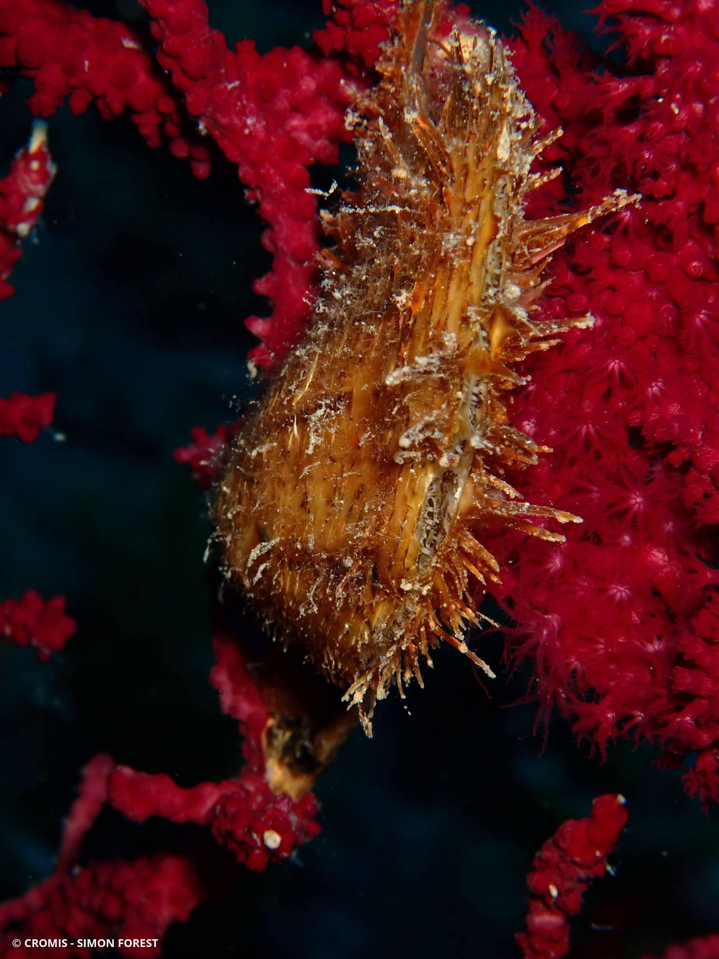 Avicule hirondelle