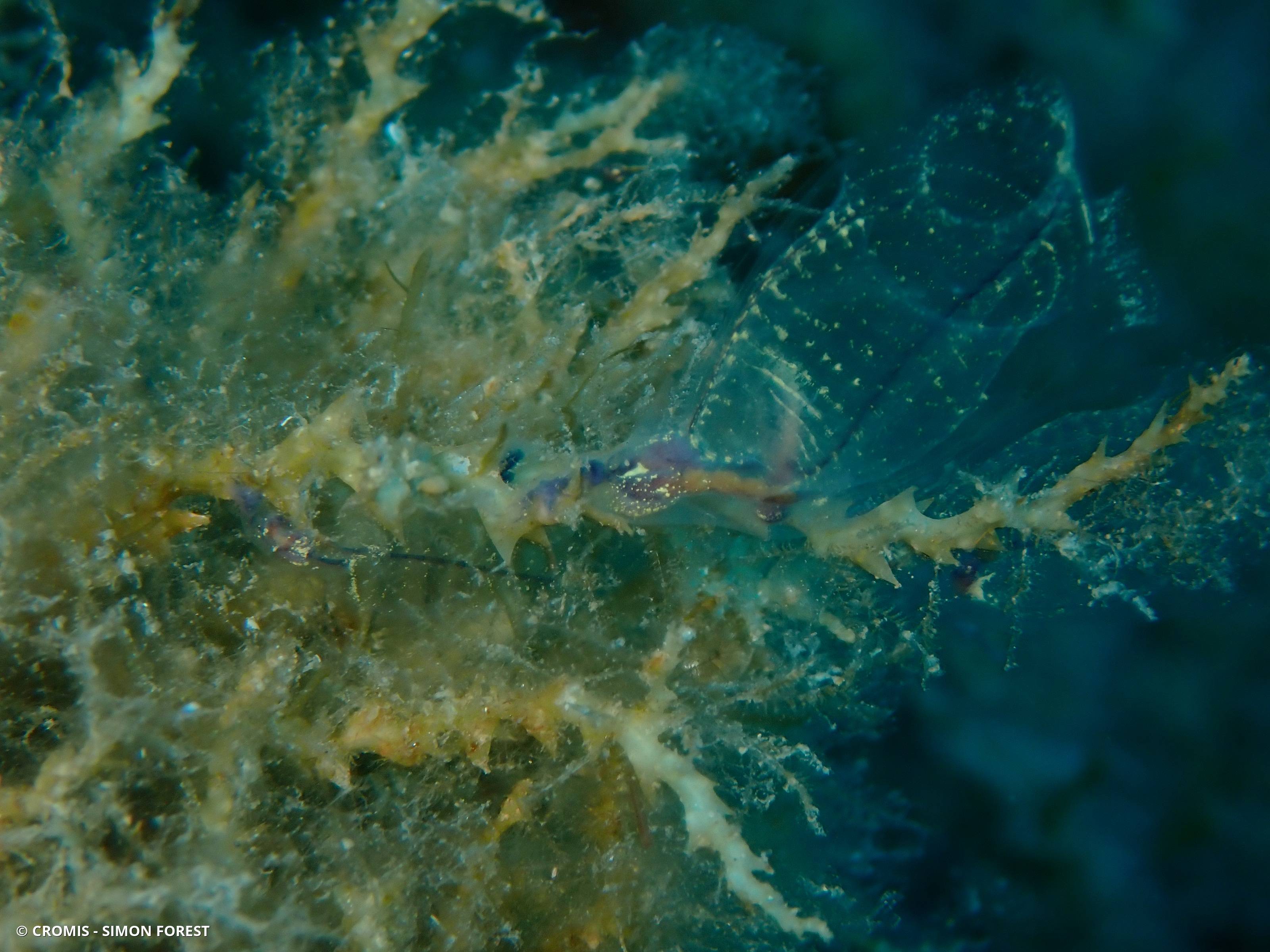 Claveline bleutée de Méditerranée