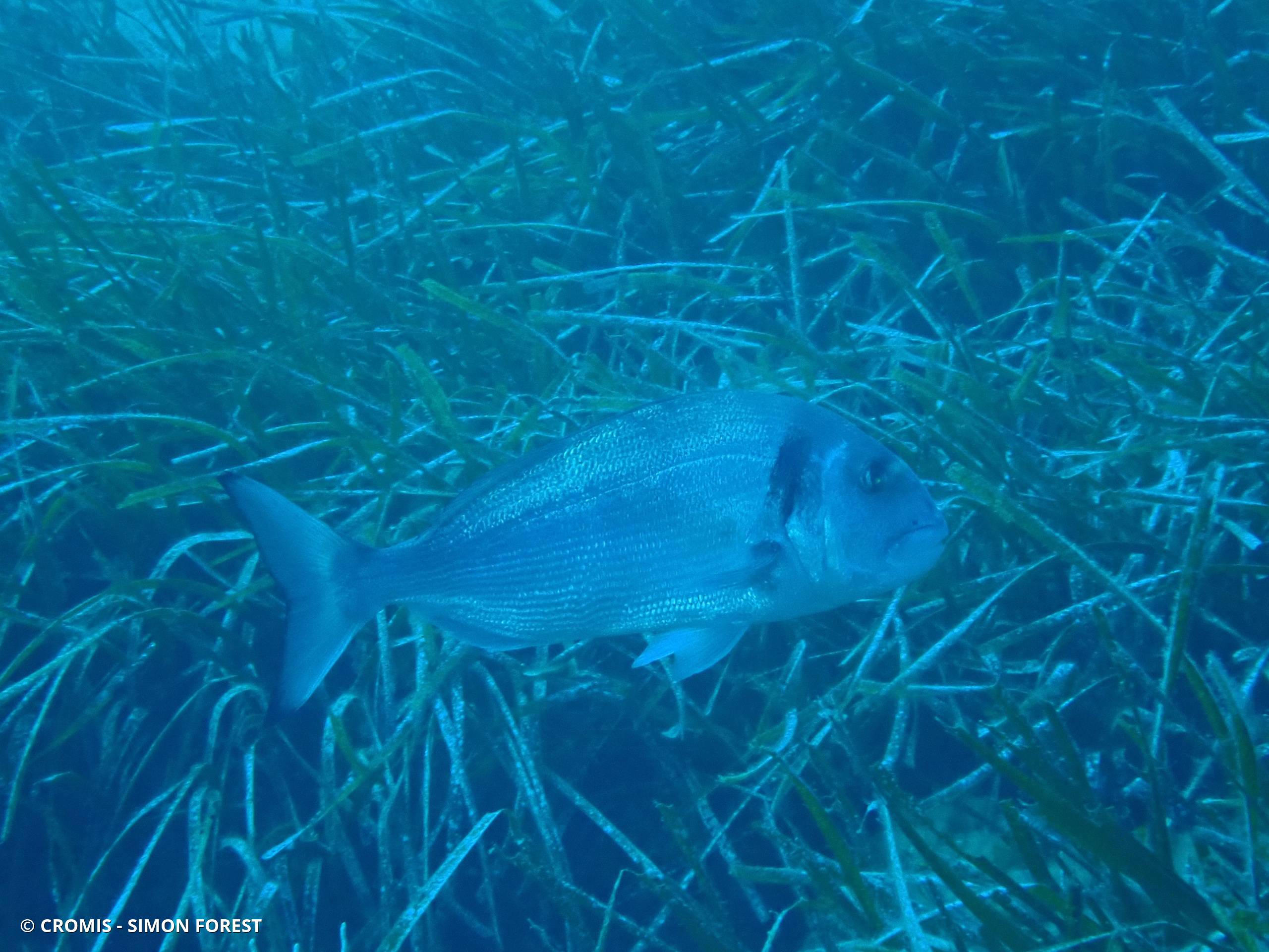 Dorade (daurade) royale