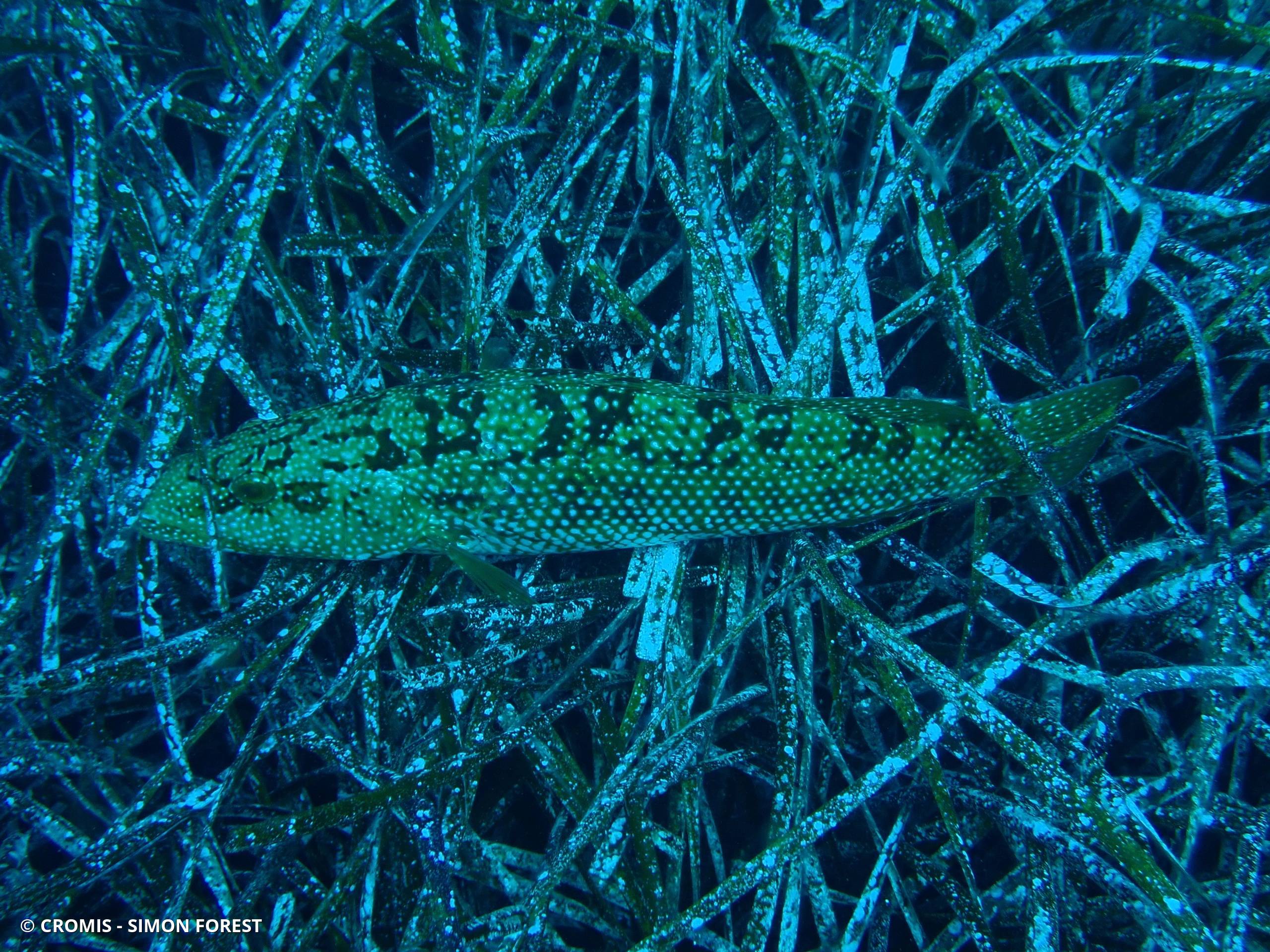 Labre vert