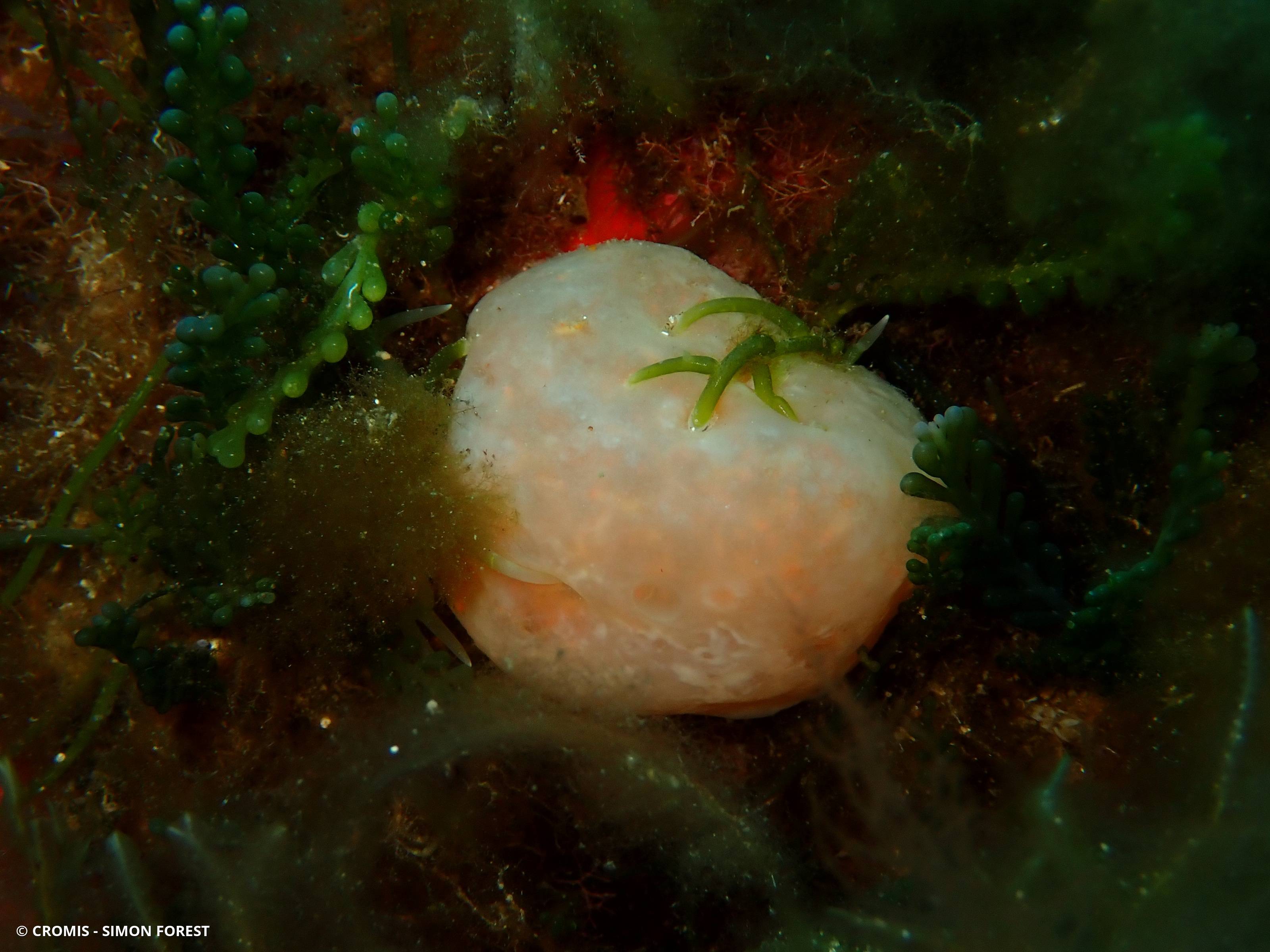 Pseudodistoma corse